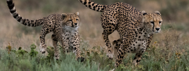 Africa luxury safari