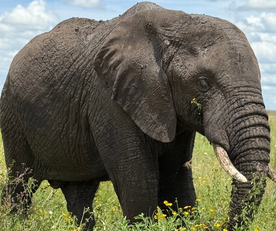 Africa luxury