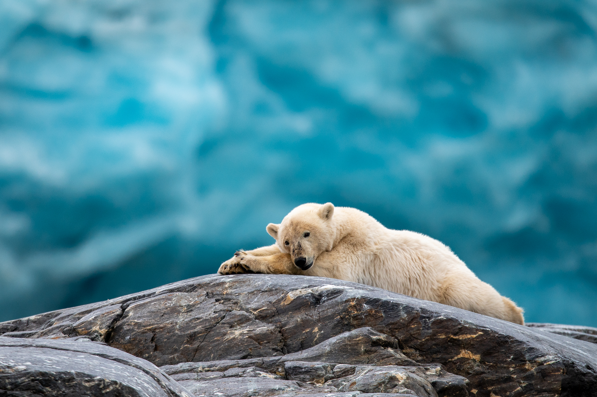 Polar bear in Svalbard