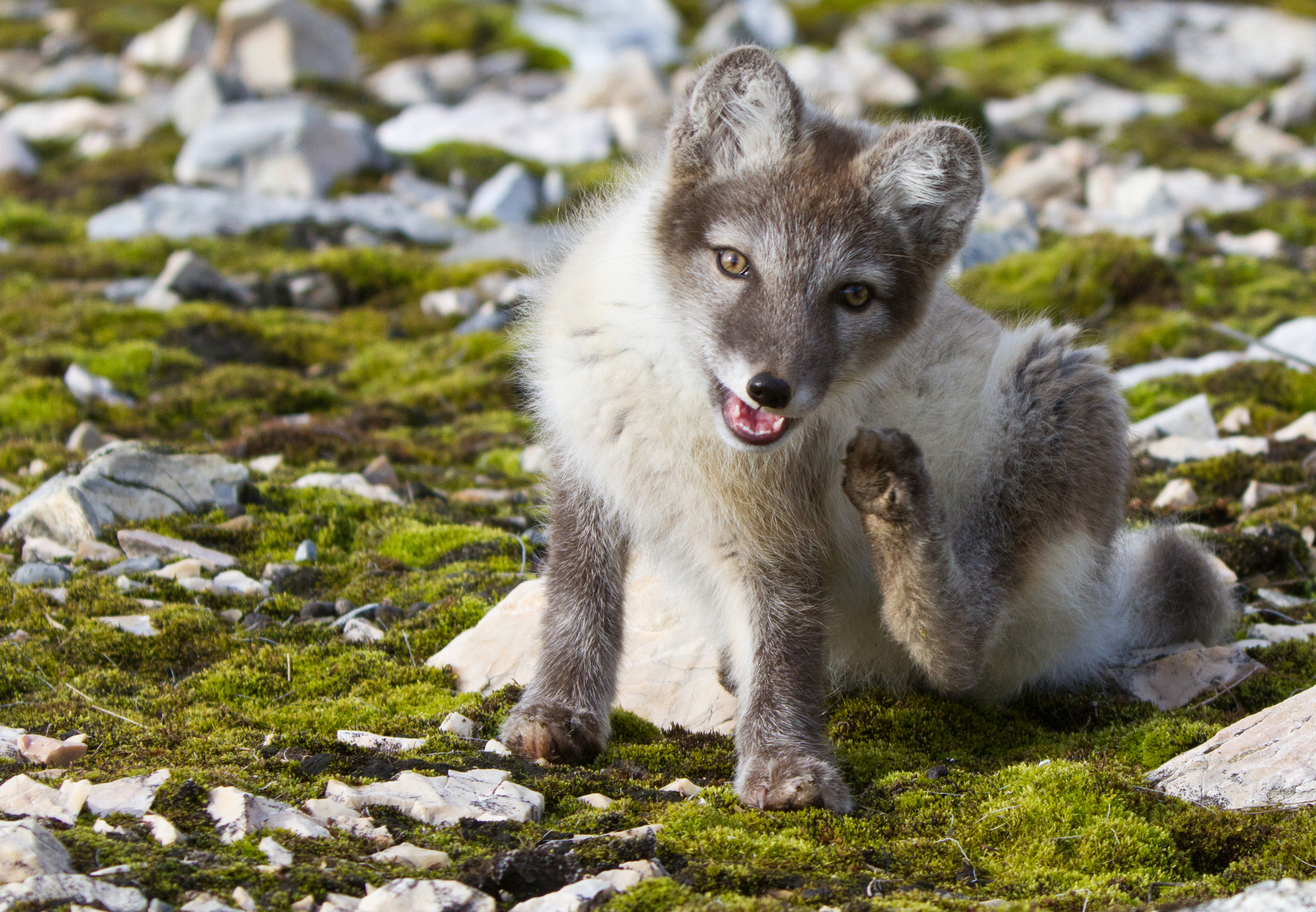 Arctic fox in Svalbard