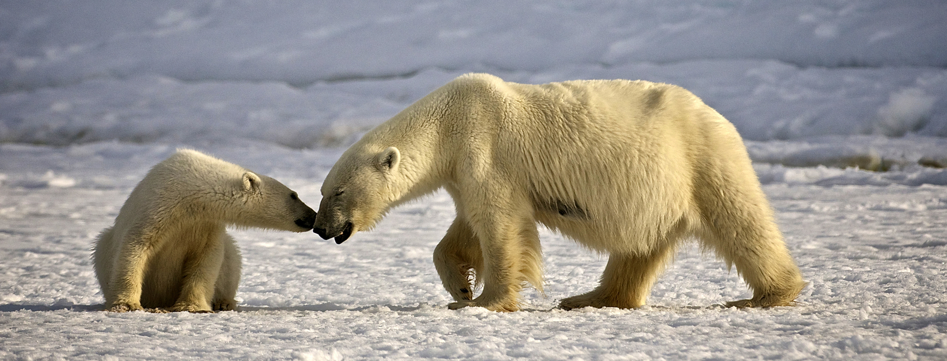 Polar bear on sea ice Svalbard