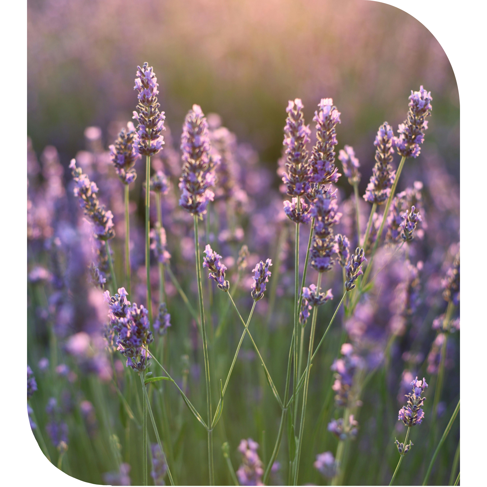 Research-backed anxiety care at Amatoria Medical in Tooele