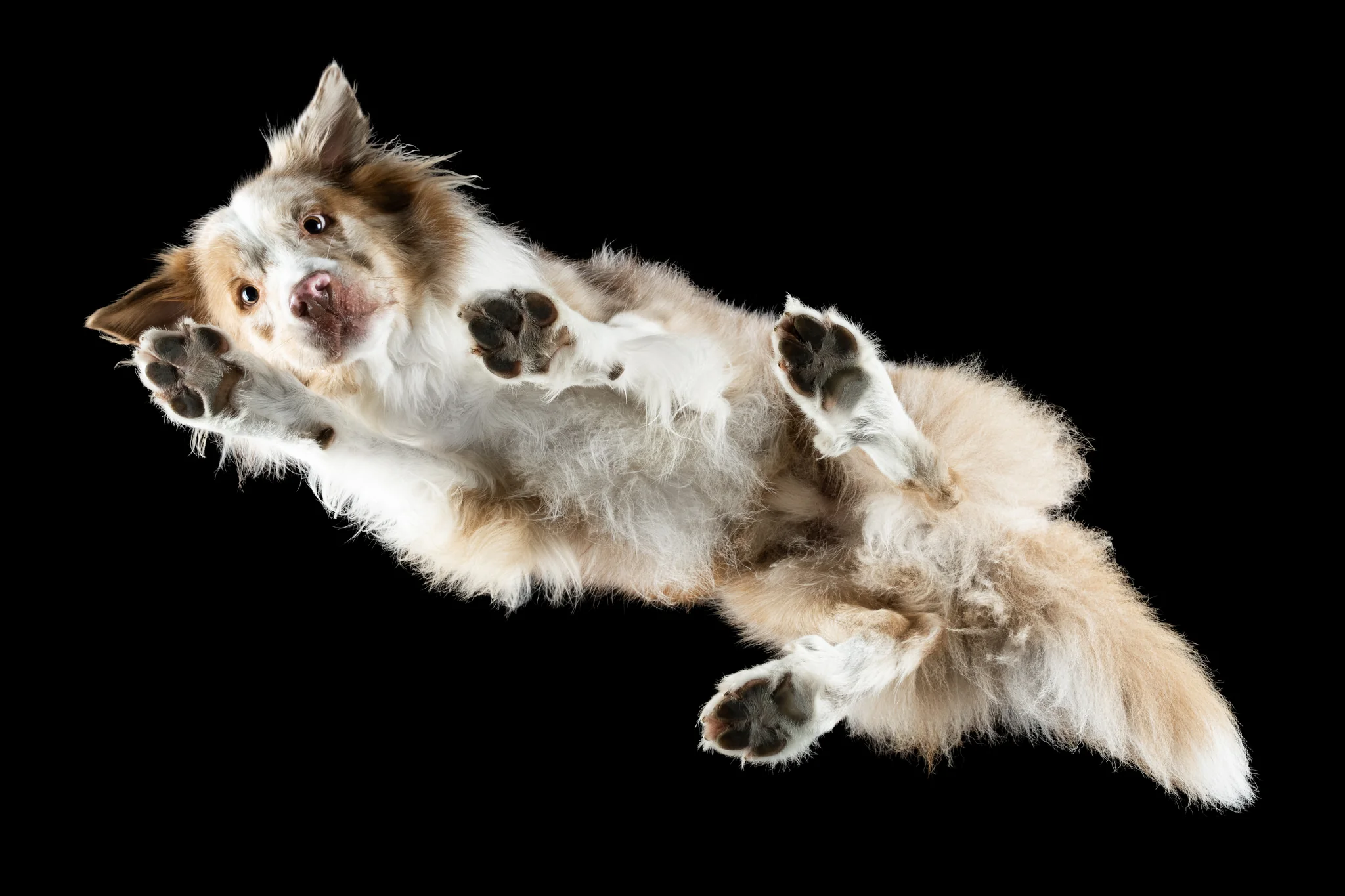 Australian Shepherd Zam von unten fotografiert, ausgestreckt wie im Flug über das Glas
