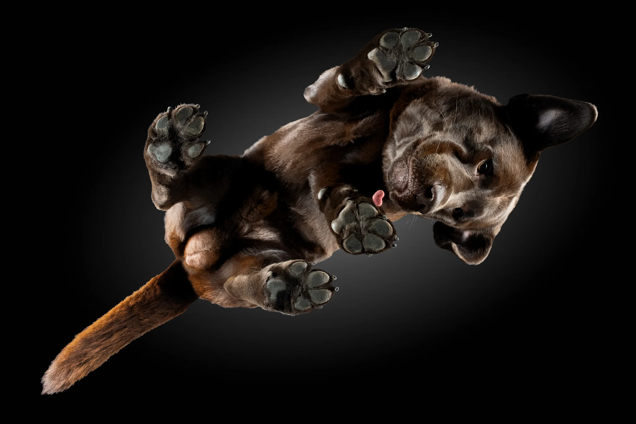 Schokobrauner Labrador Fausto von unten fotografiert, Ohren hochgeklappt, Zungenspitze heraus
