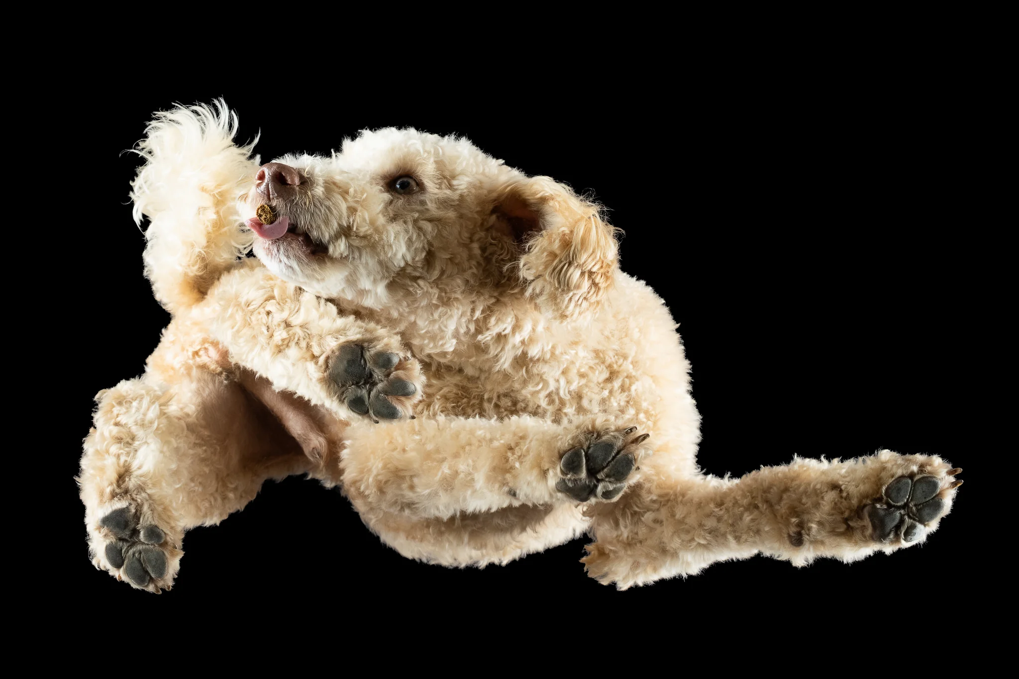 Cremefarbener Pudel Koda von unten fotografiert, lockiges Fell und Pfote am Kopf