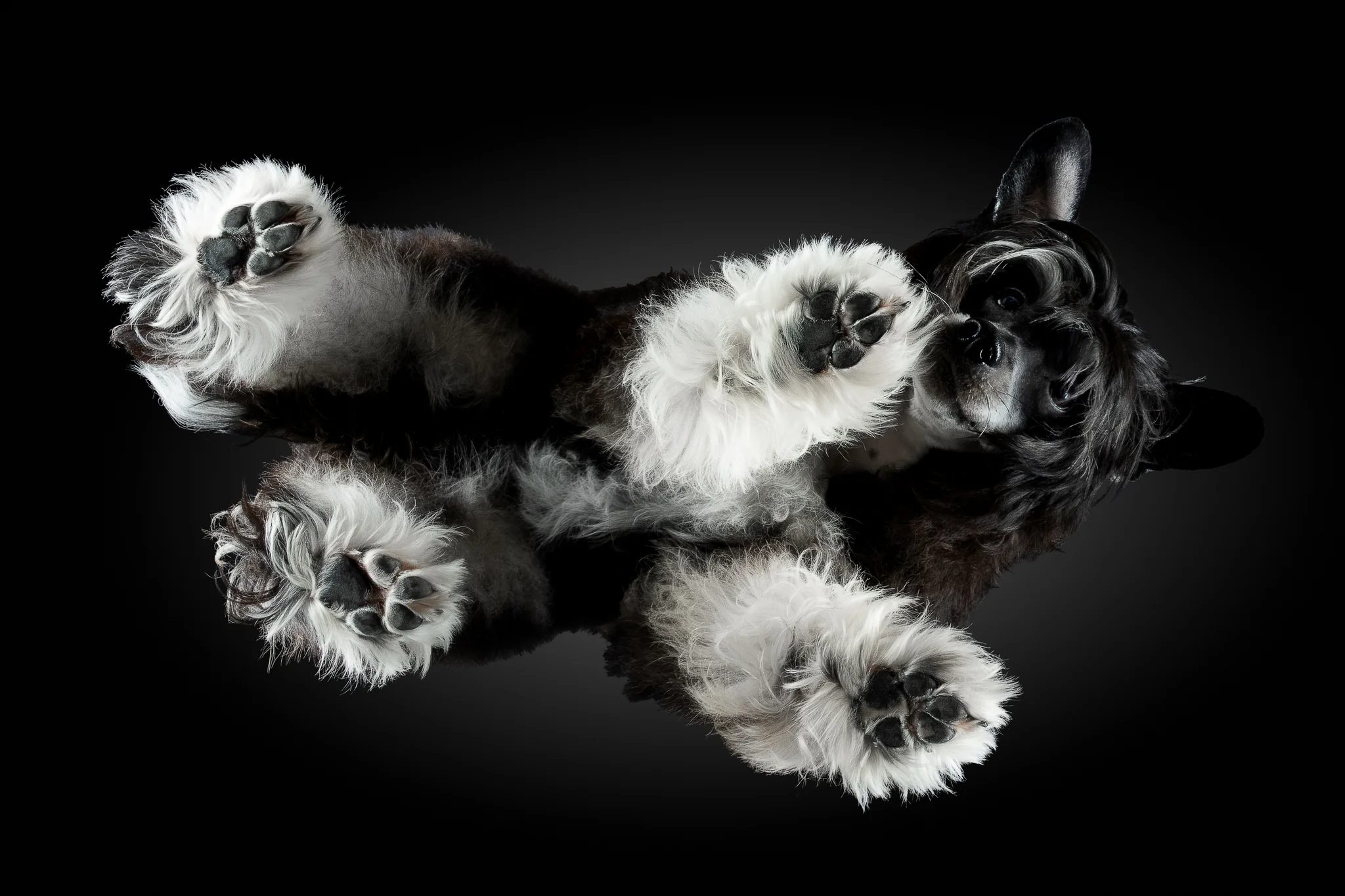 Chinese Crested Powderpuff Anubis von unten fotografiert, schwarz-weißes Fell, alle vier Pfoten auf dem Glas