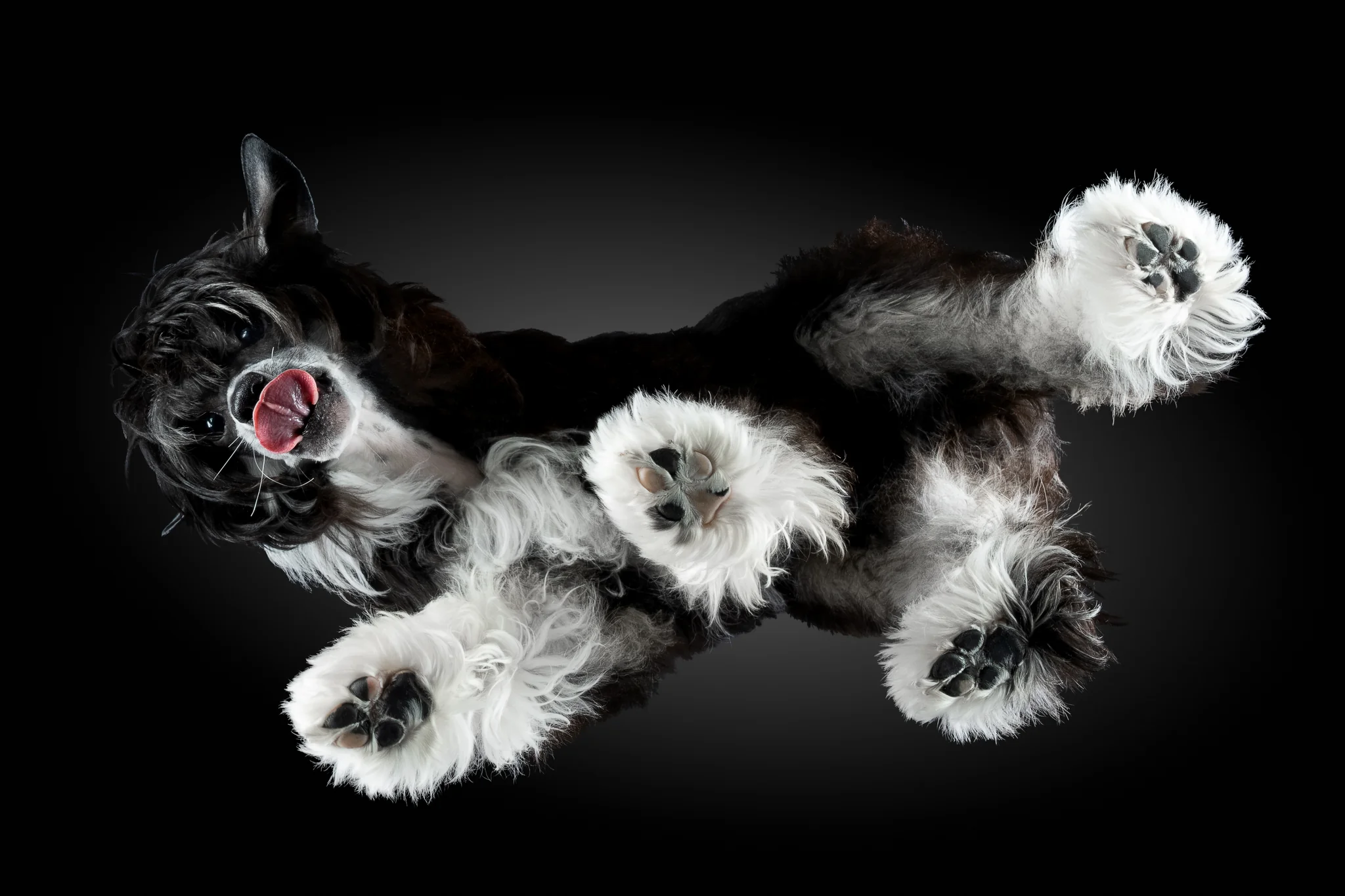 Chinese Crested Powderpuff Achepsut von unten fotografiert, Zunge heraus, Pfoten gespreizt