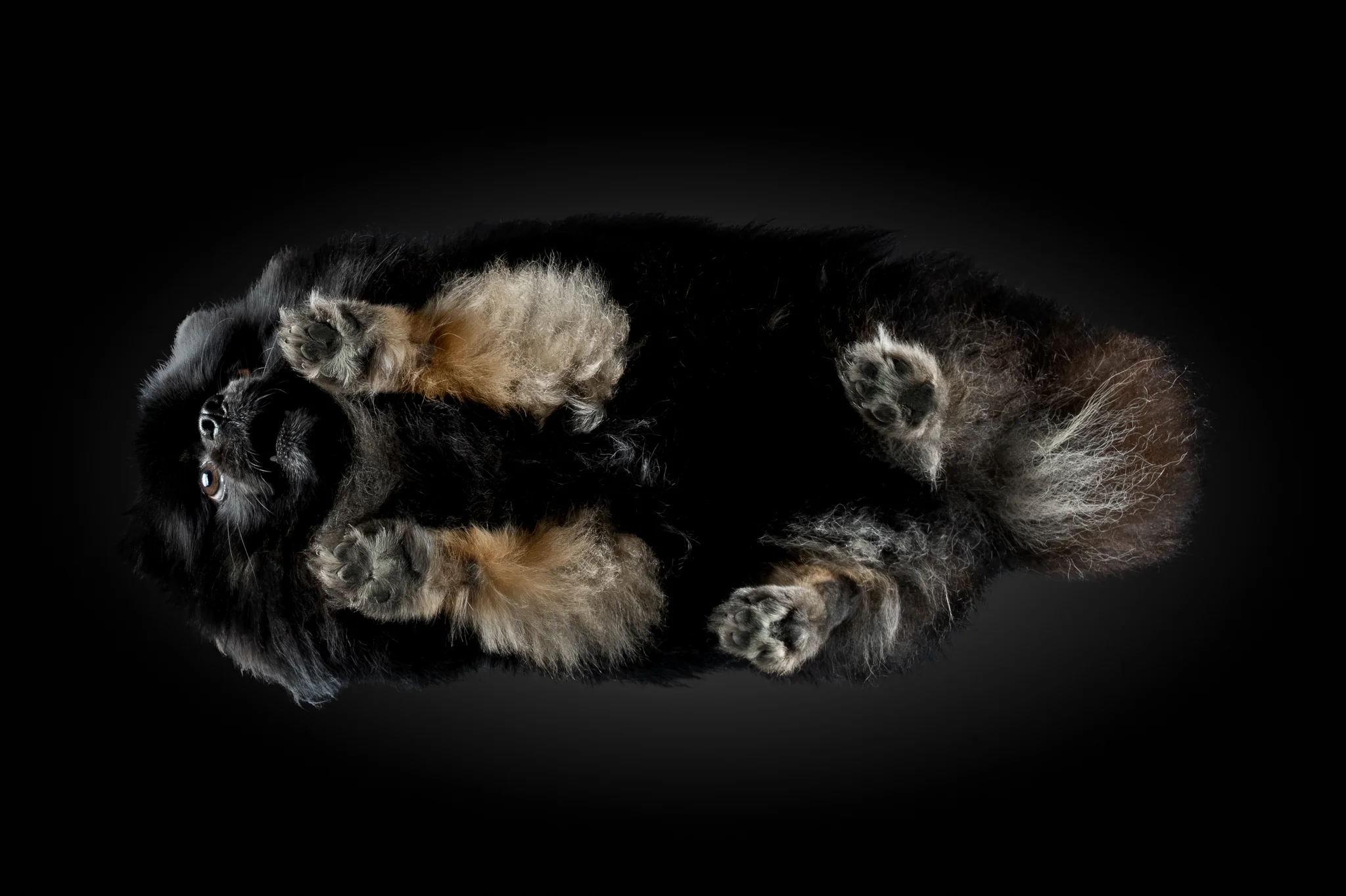 Schwarzer Kleinspitz Tanji von unten fotografiert, lang ausgestreckt auf dem Glas