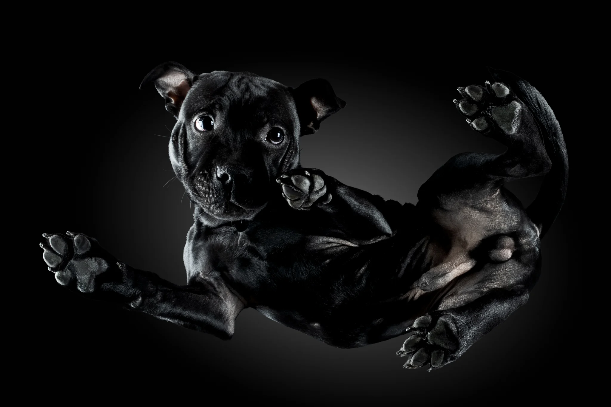 Staffordshire Bullterrier Welpe Tammo von unten fotografiert, schwarzes Fell, eine Pfote am Kinn