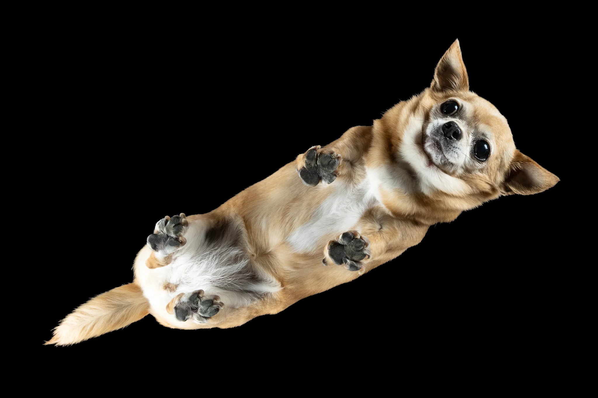 Chihuahua-Hündin Amy von unten durch eine Glasplatte fotografiert, sie schaut wach in die Kamera