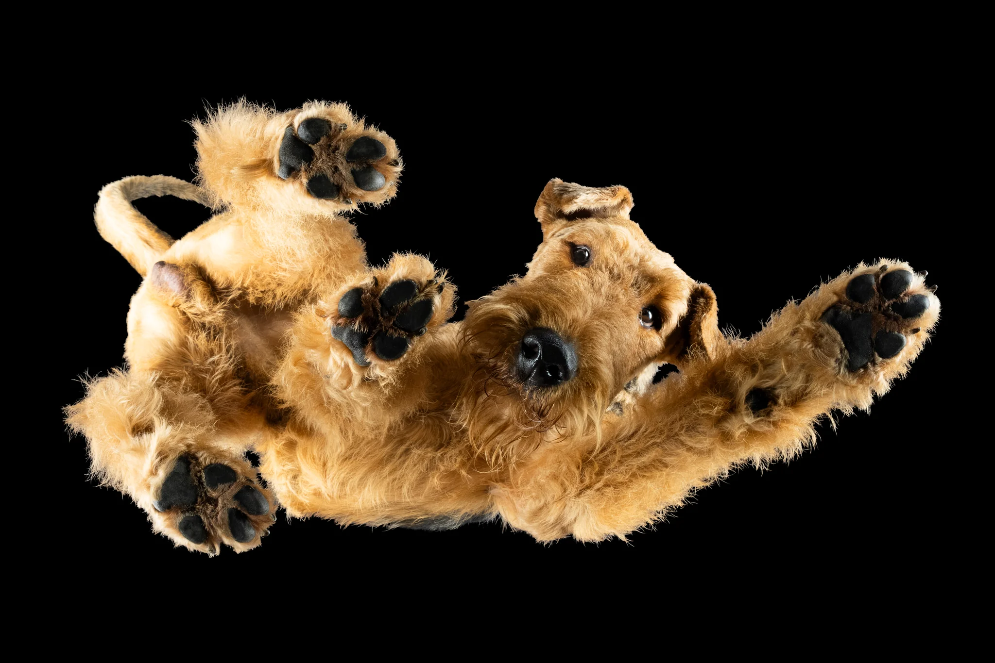 Airedale Terrier Ghost von unten fotografiert, eine Pfote zur Seite ausgestreckt