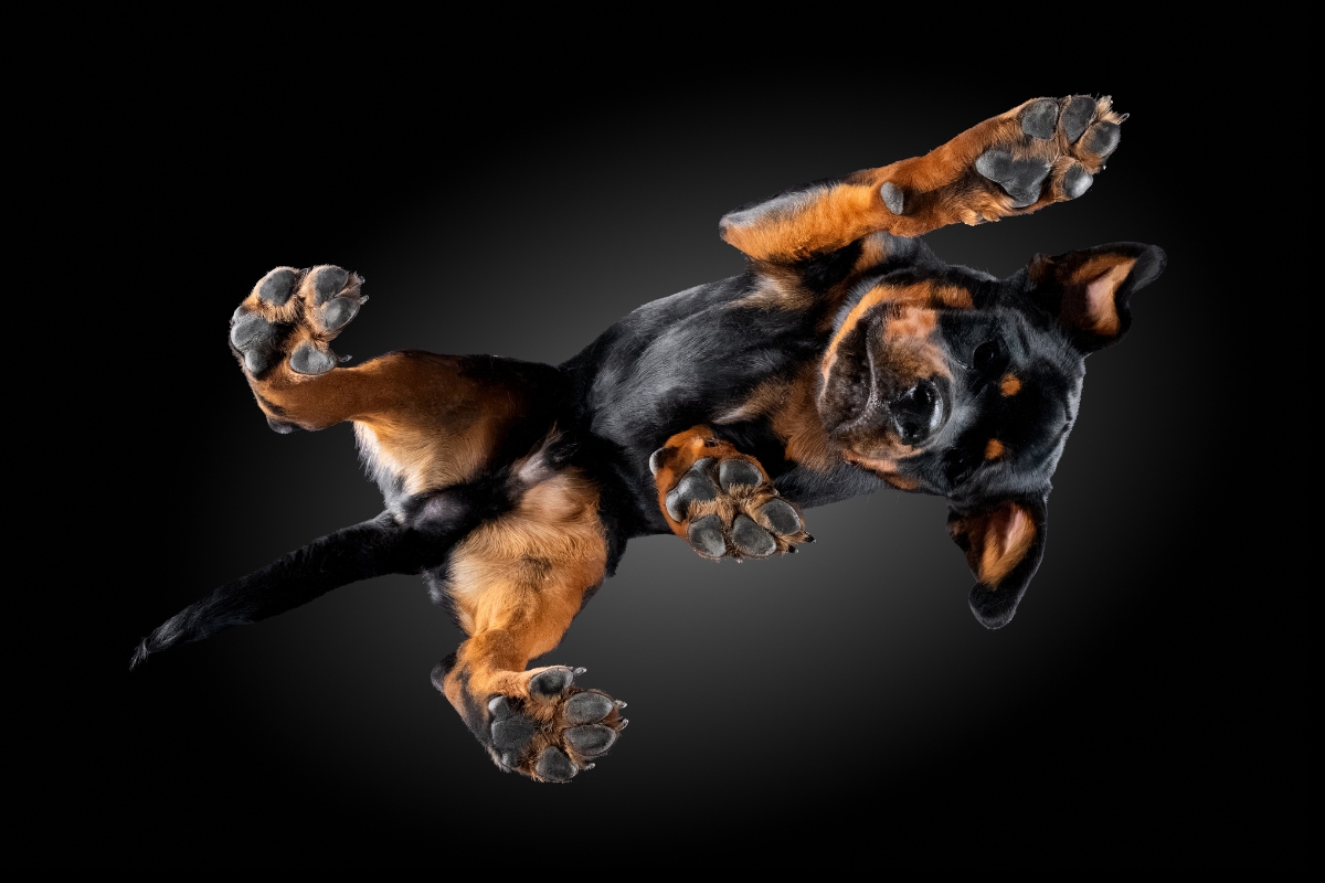 Wie bereite ich meinen Hund optimal auf ein Hunde-von-Unten-Fotoshooting vor?