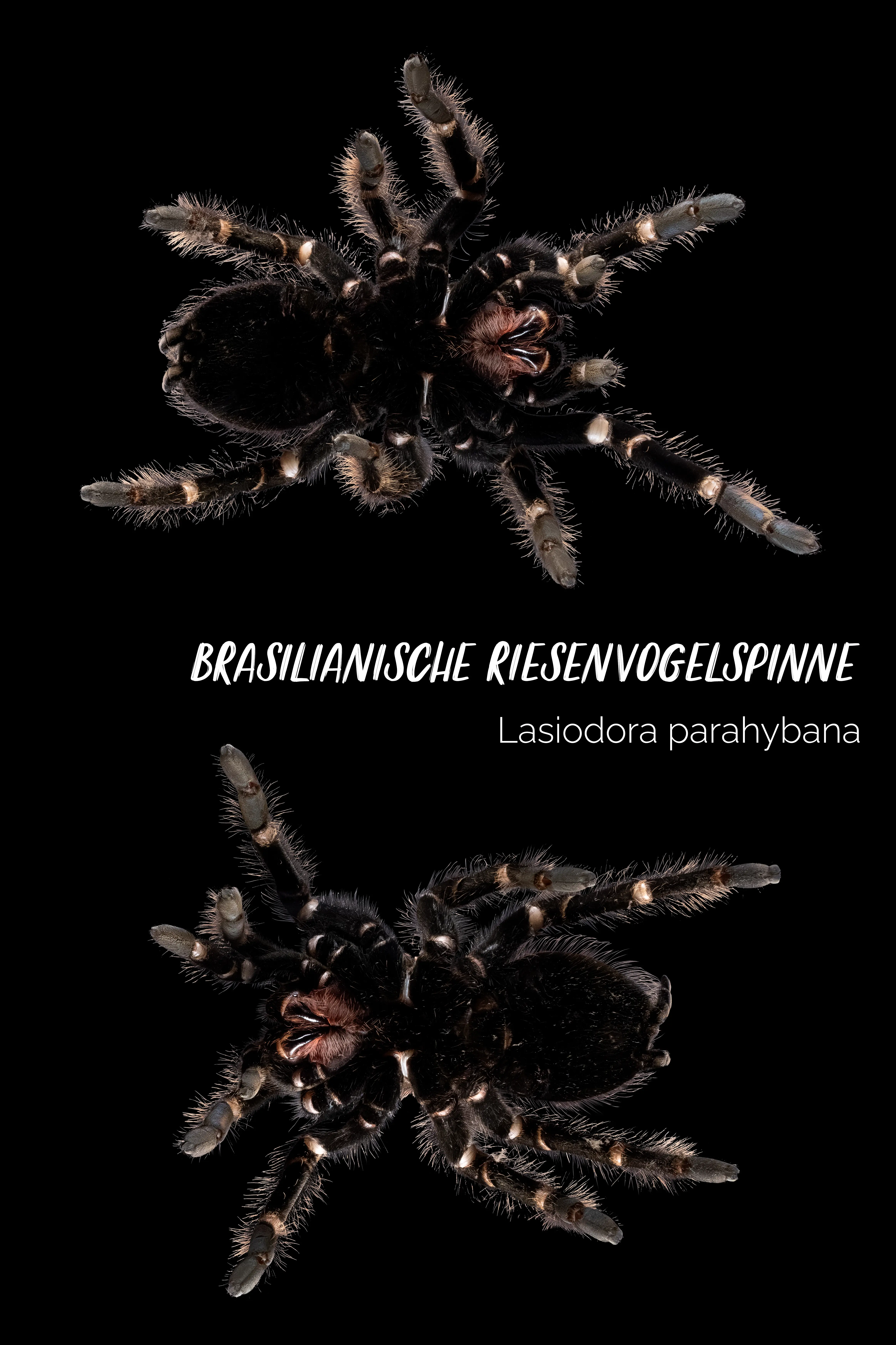 Vogelspinne