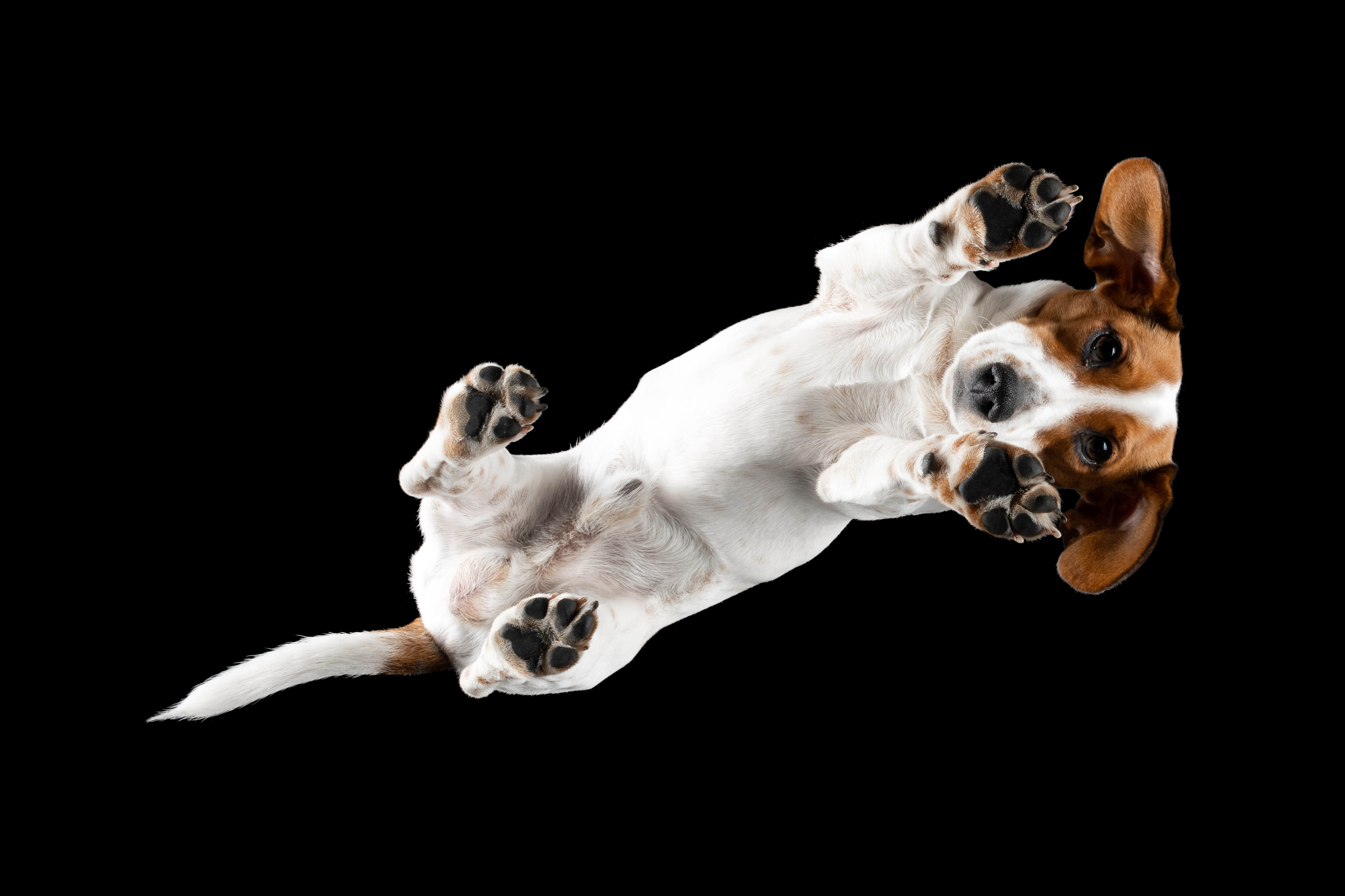 PETSPECTIVE at World Dog Show Bologna