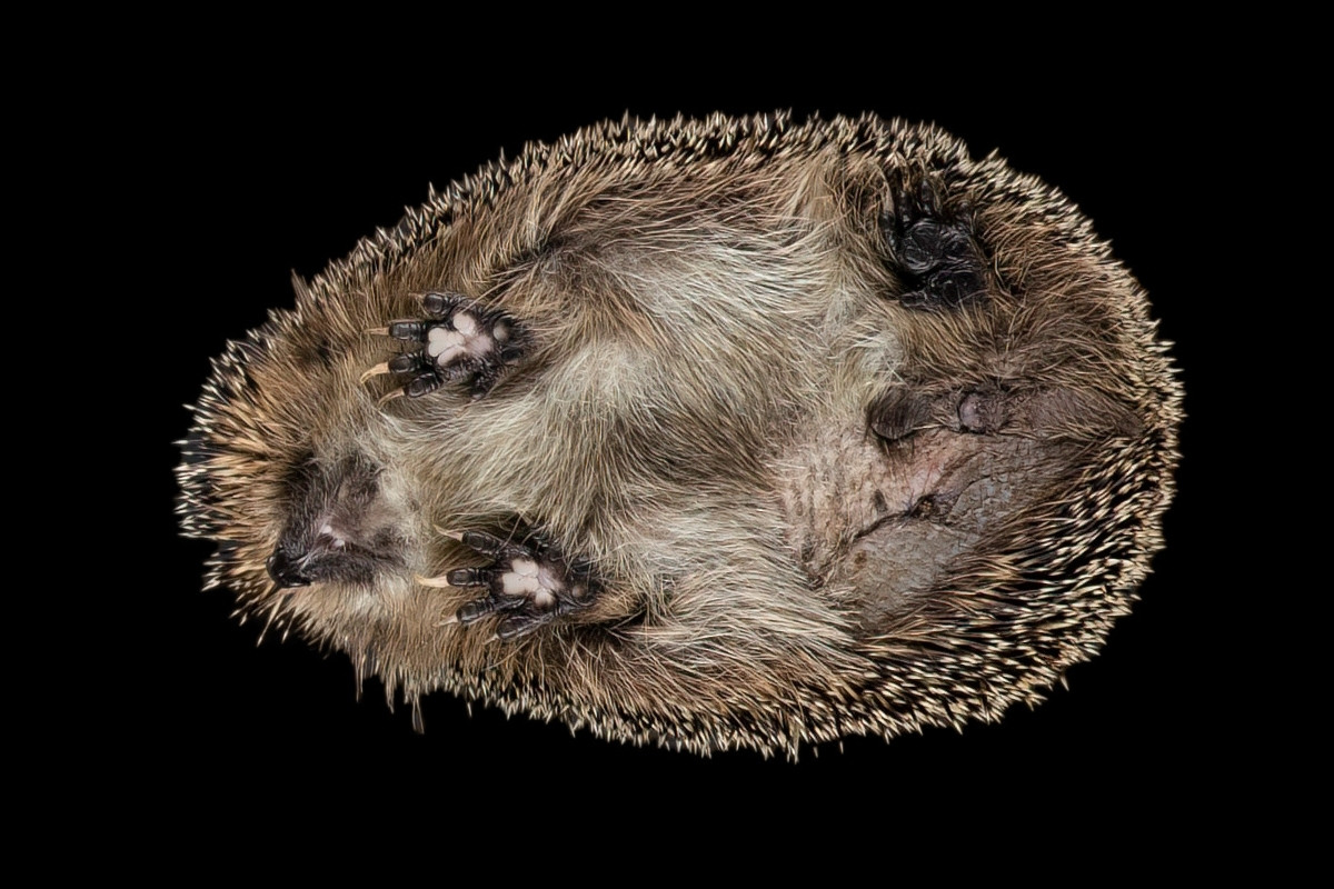 Dreibeiniger Igel von unten fotografiert – Stachelnasen Zwickauer Land