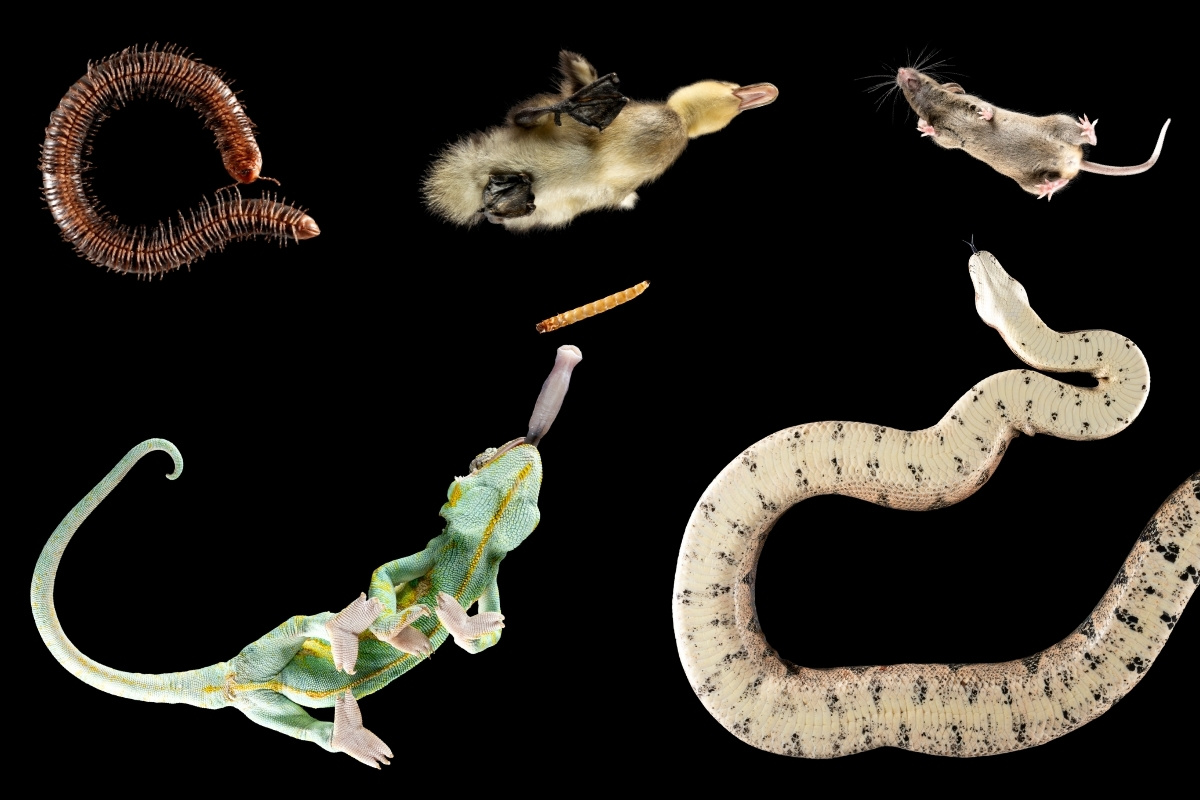 Von Igel bis Vogelspinne – warum ich exotische Tiere von unten fotografiere
