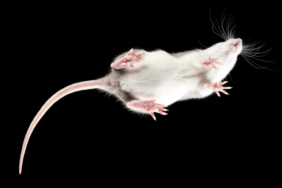 Maus von unten fotografiert mit sichtbaren Tastballen an den Pfoten