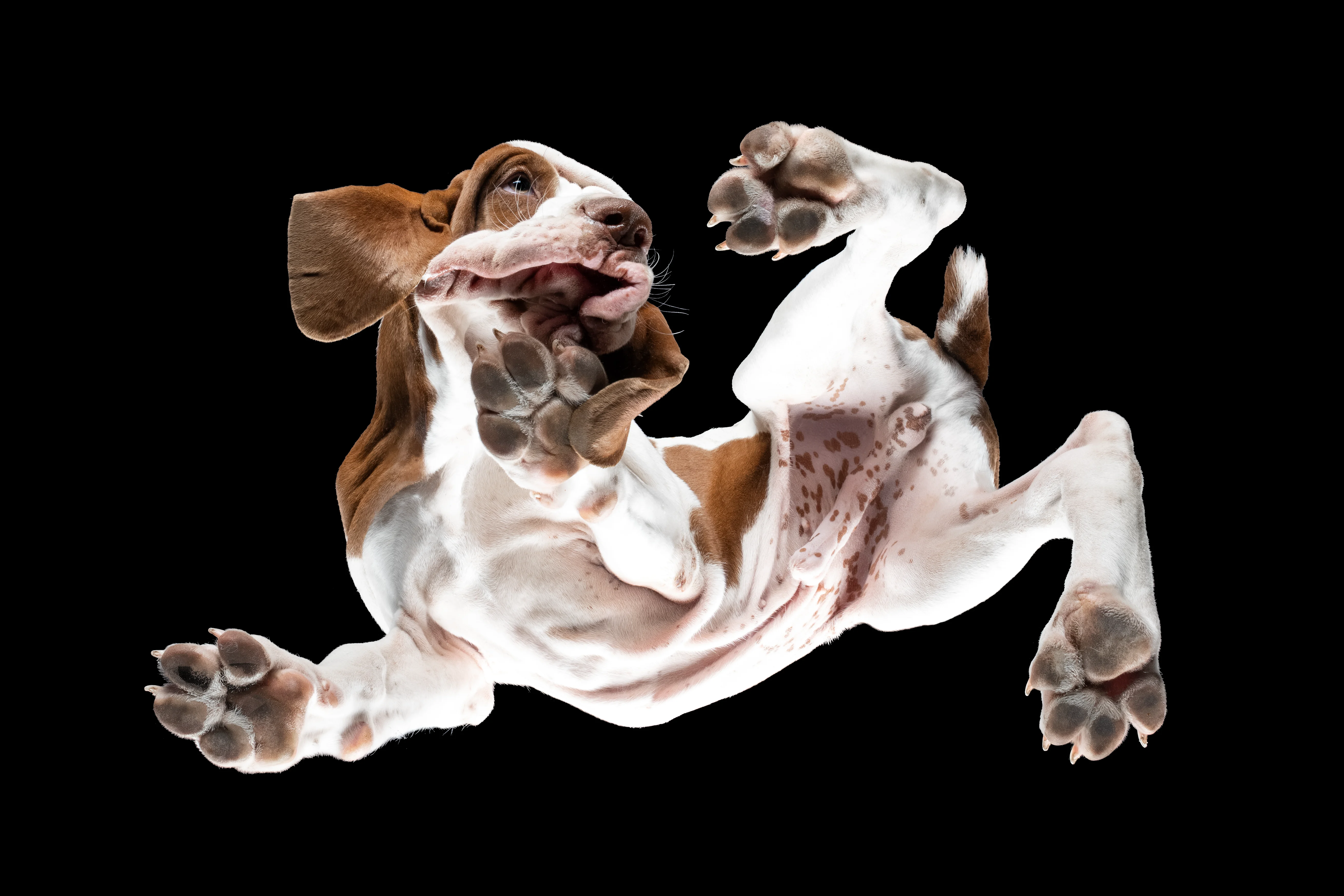 Cucciolo di Bracco Italiano fotografato da sotto attraverso una lastra di vetro, zampe in su