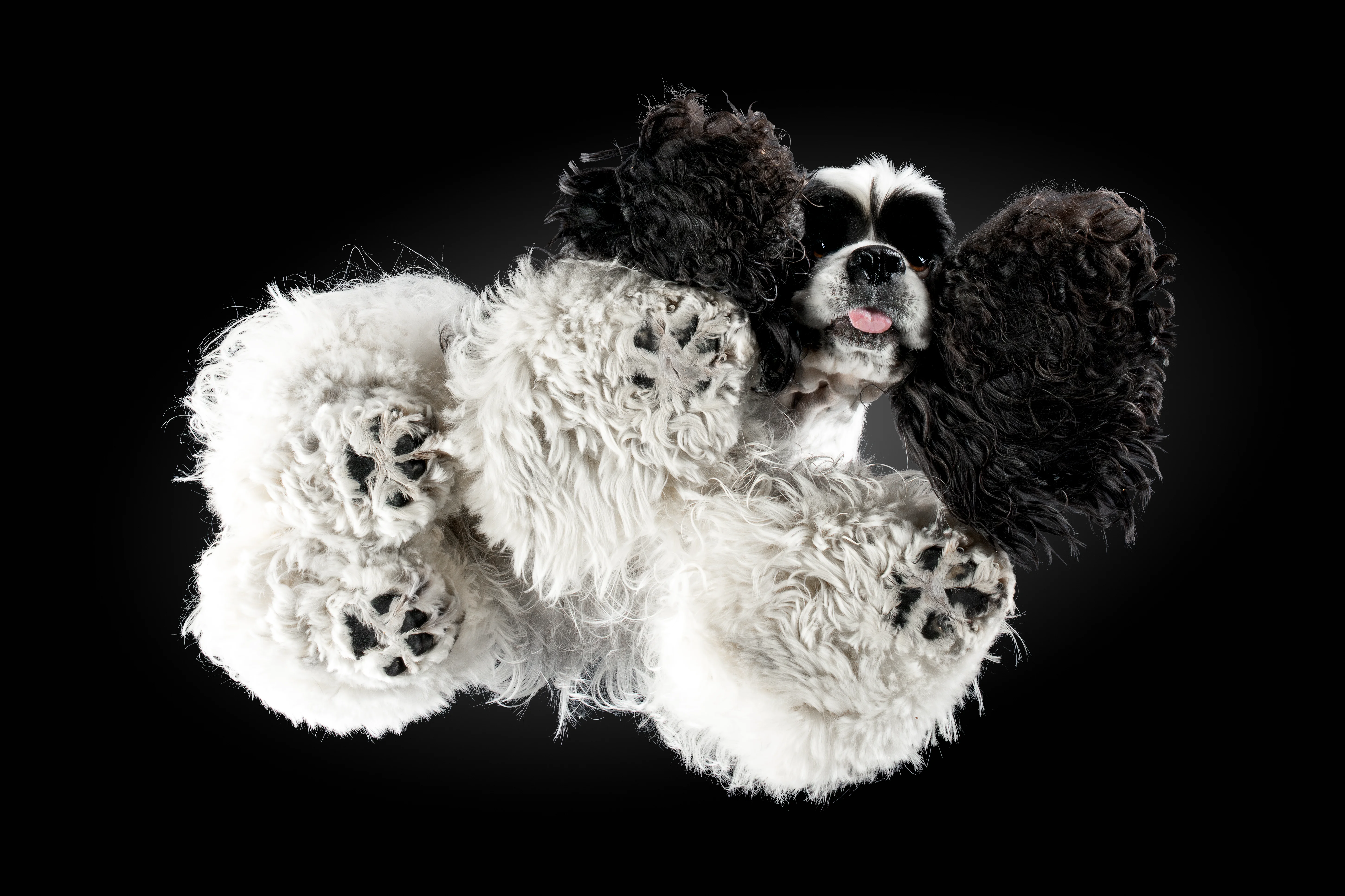 American Cocker Spaniel von unten, lange Ohren und viel Behang