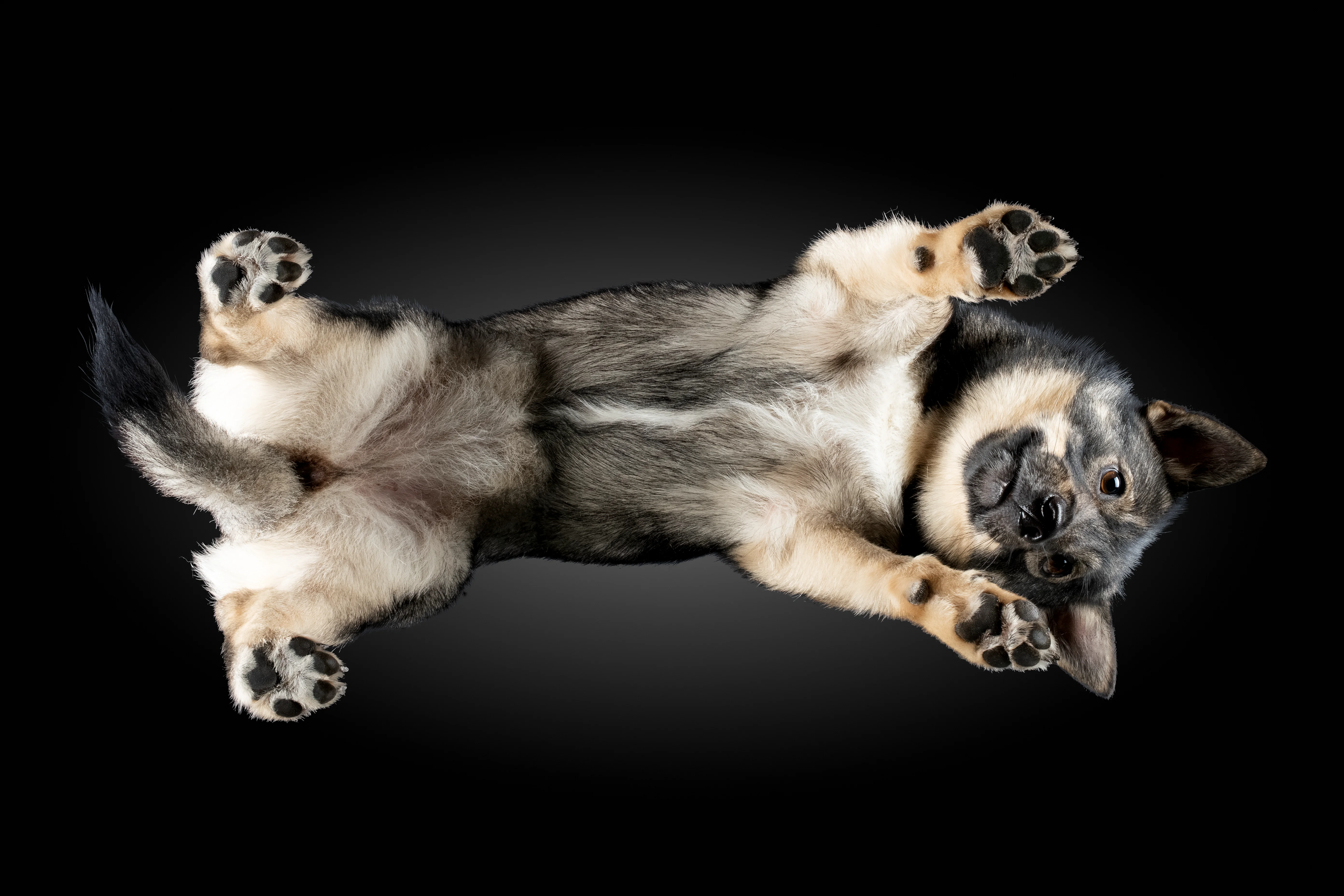 Schwedischer Vallhund von unten, Bauch nach oben, große Ohren