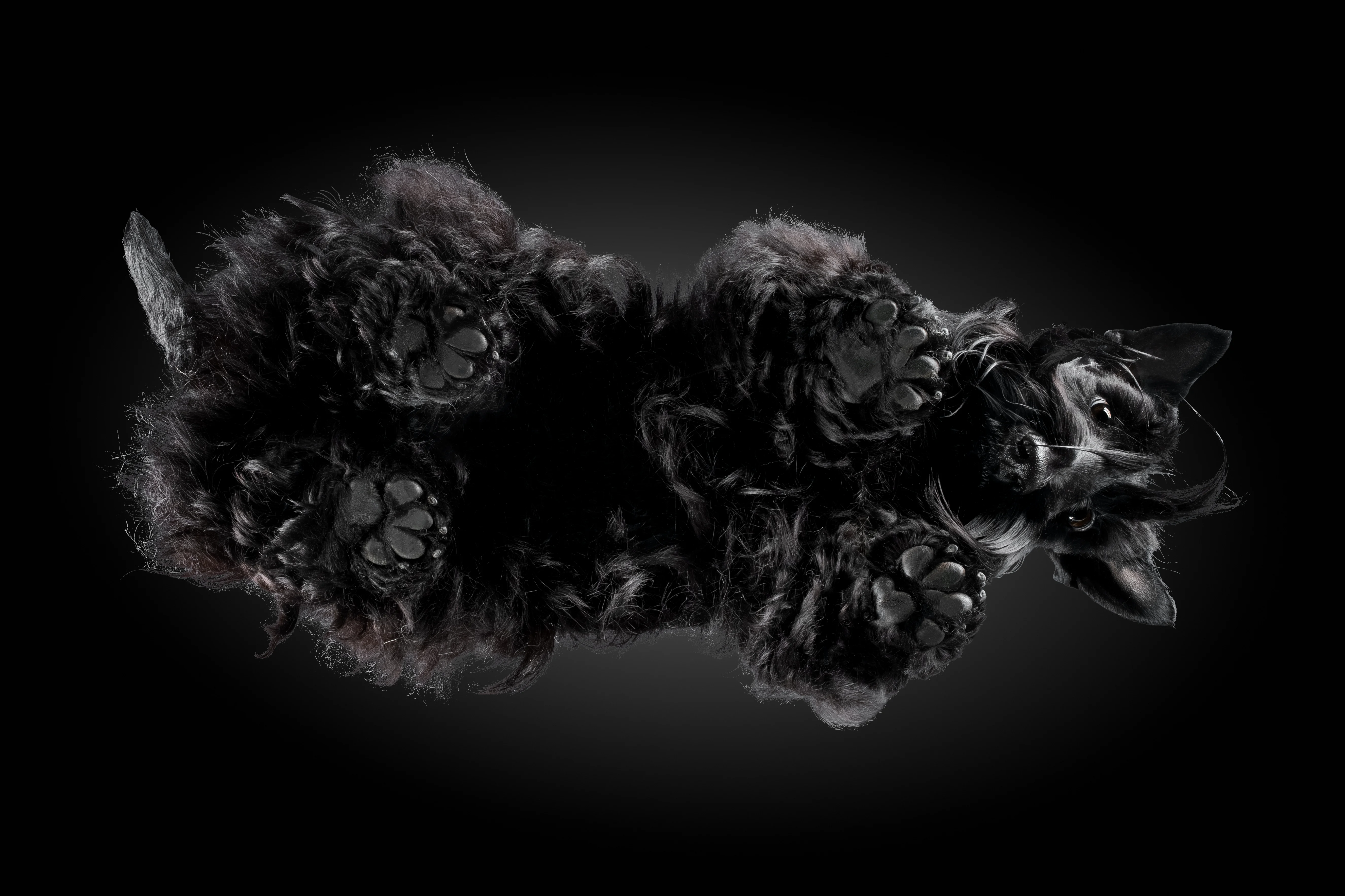 Schwarzer Scottish Terrier von unten auf dunklem Hintergrund, Augen sichtbar