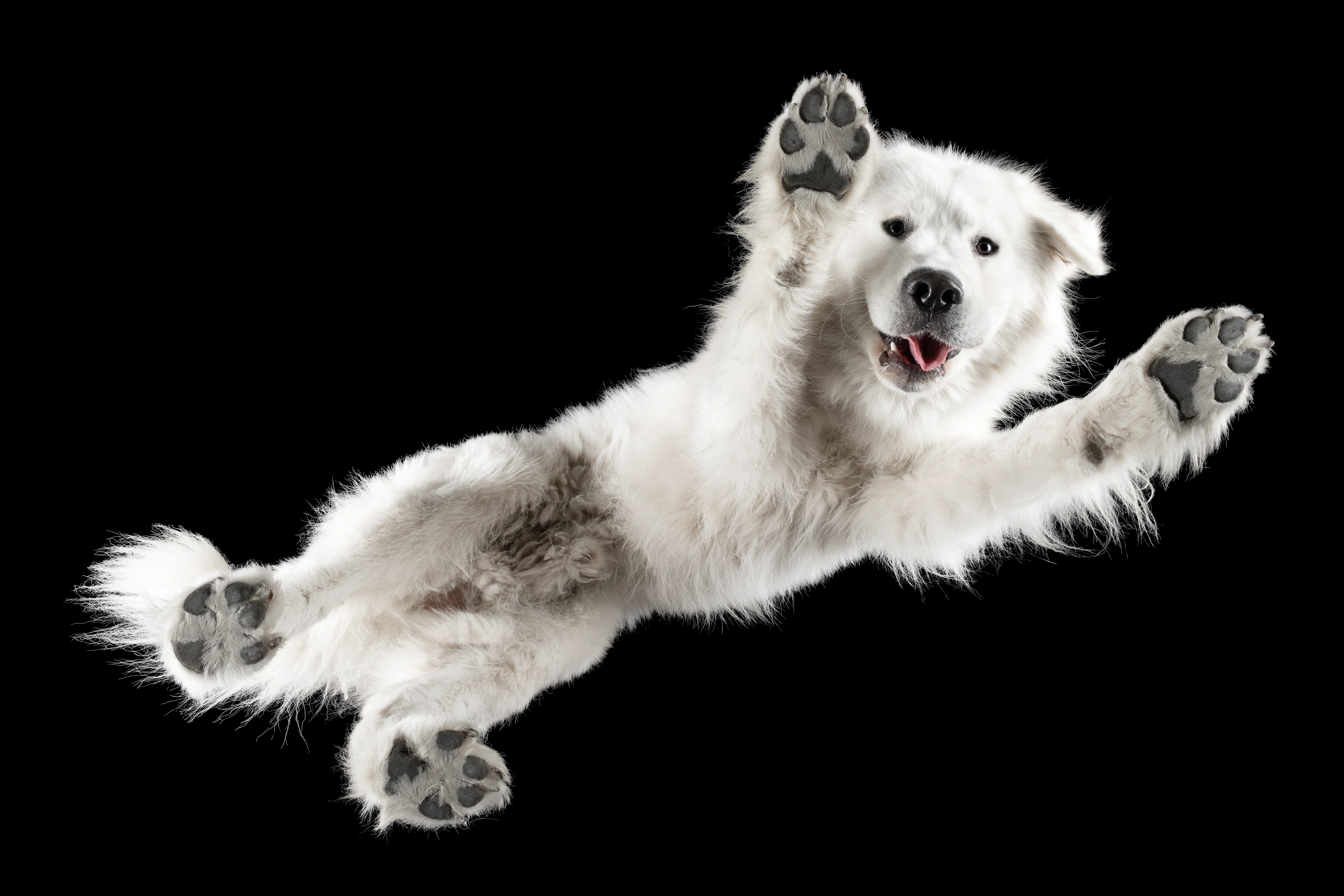 Maremmano-Abruzzese, großer weißer Herdenschutzhund, von unten fotografiert