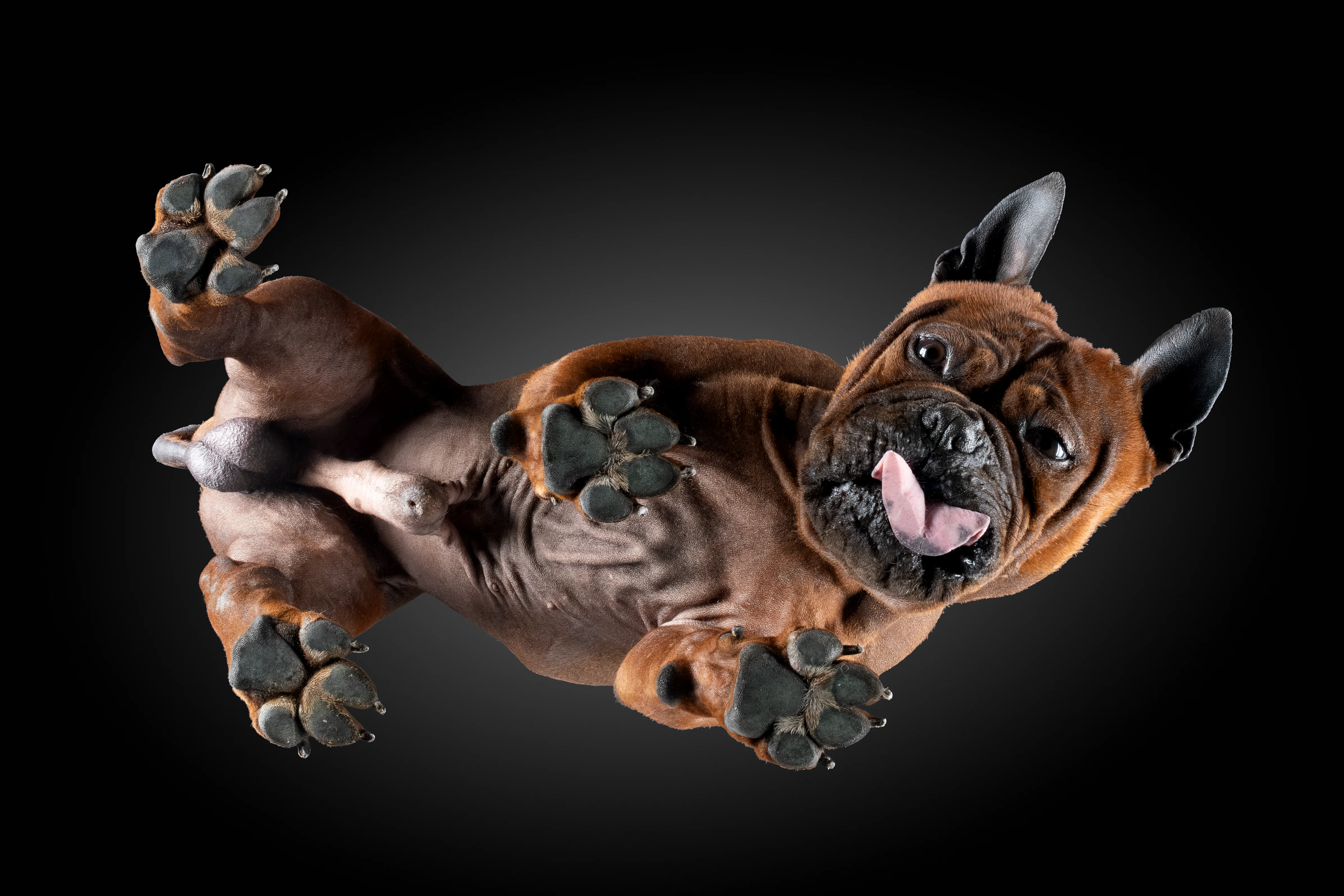 Chongqing Dog von unten, fast nackte Haut, Zunge heraus