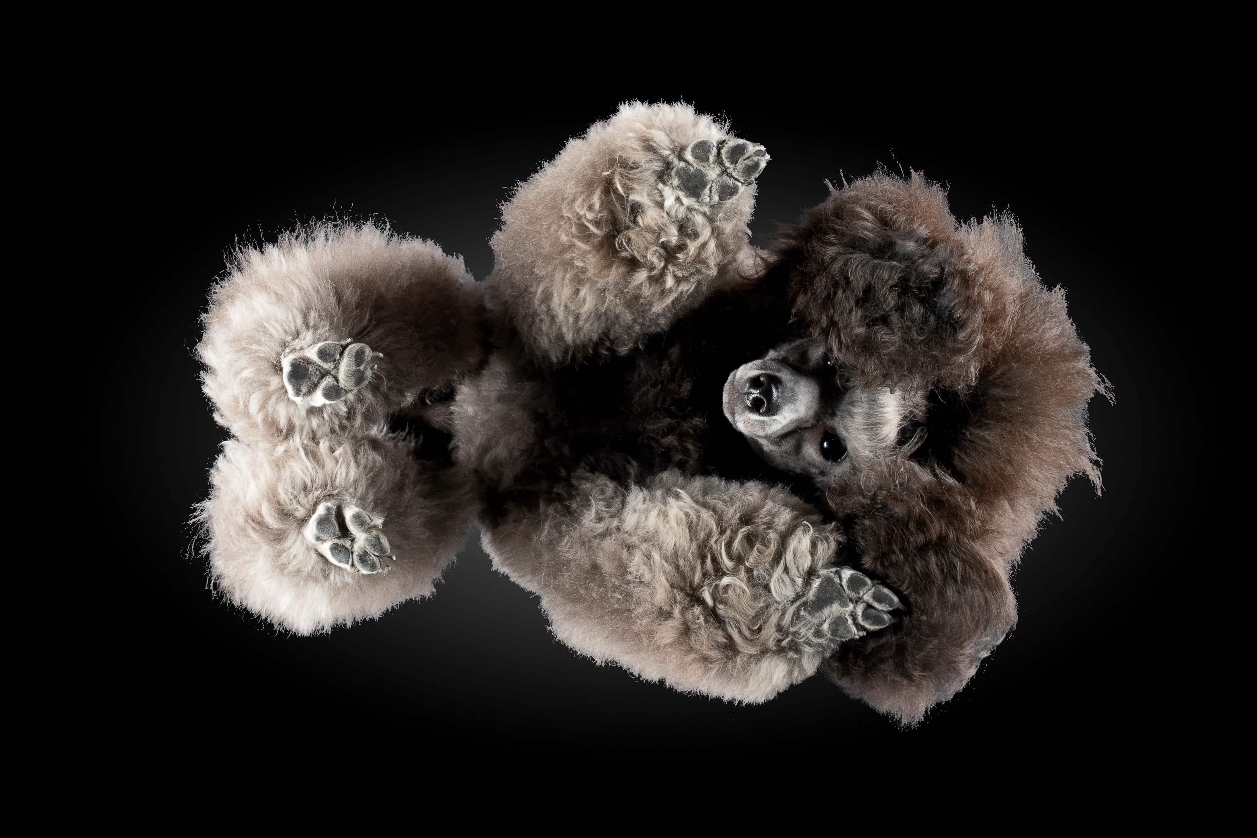 Toy Pudel von unten, lockiges Fell, Pfotenballen sichtbar