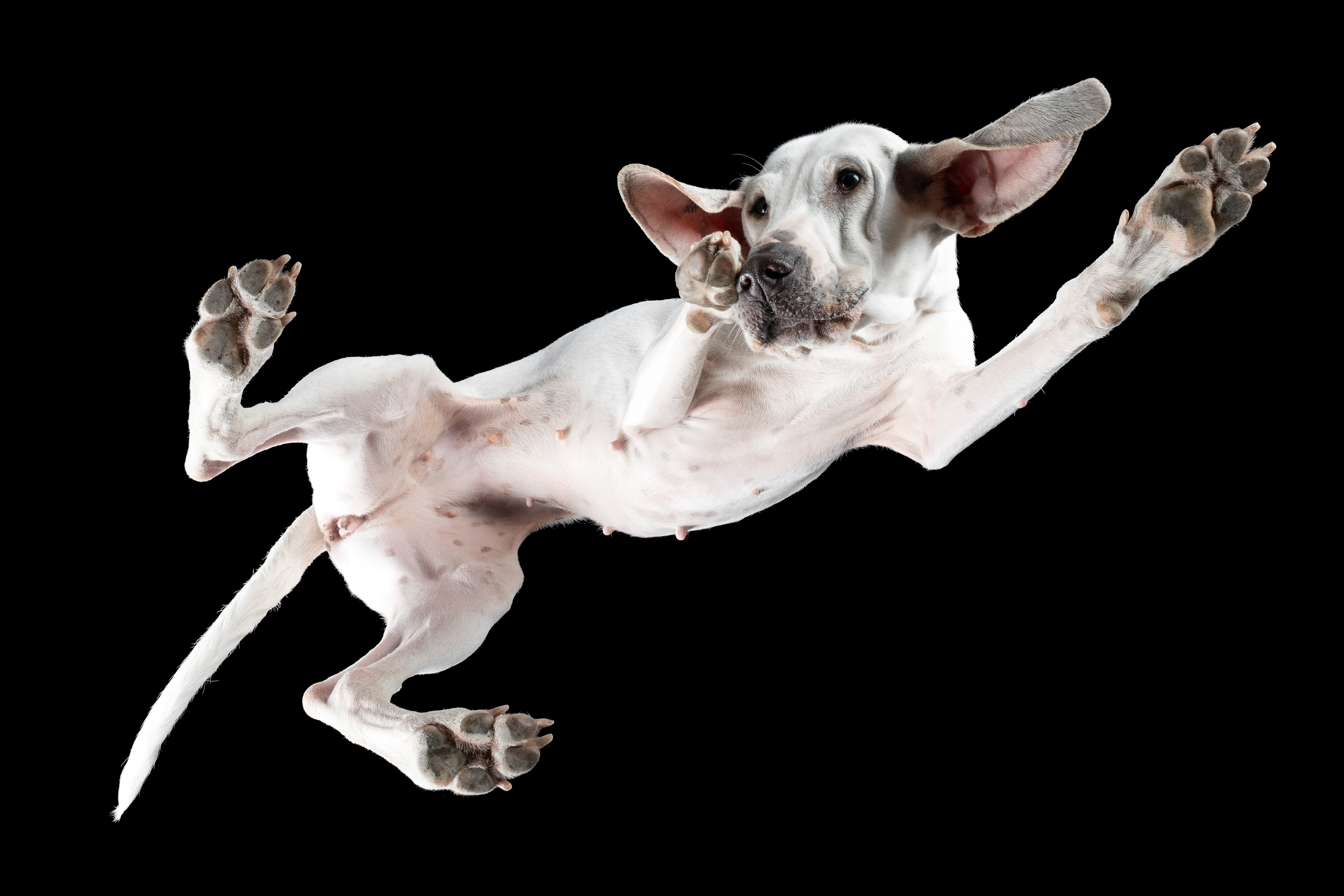 Porcelaine, weißer französischer Laufhund, von unten in dynamischer Streckung fotografiert
