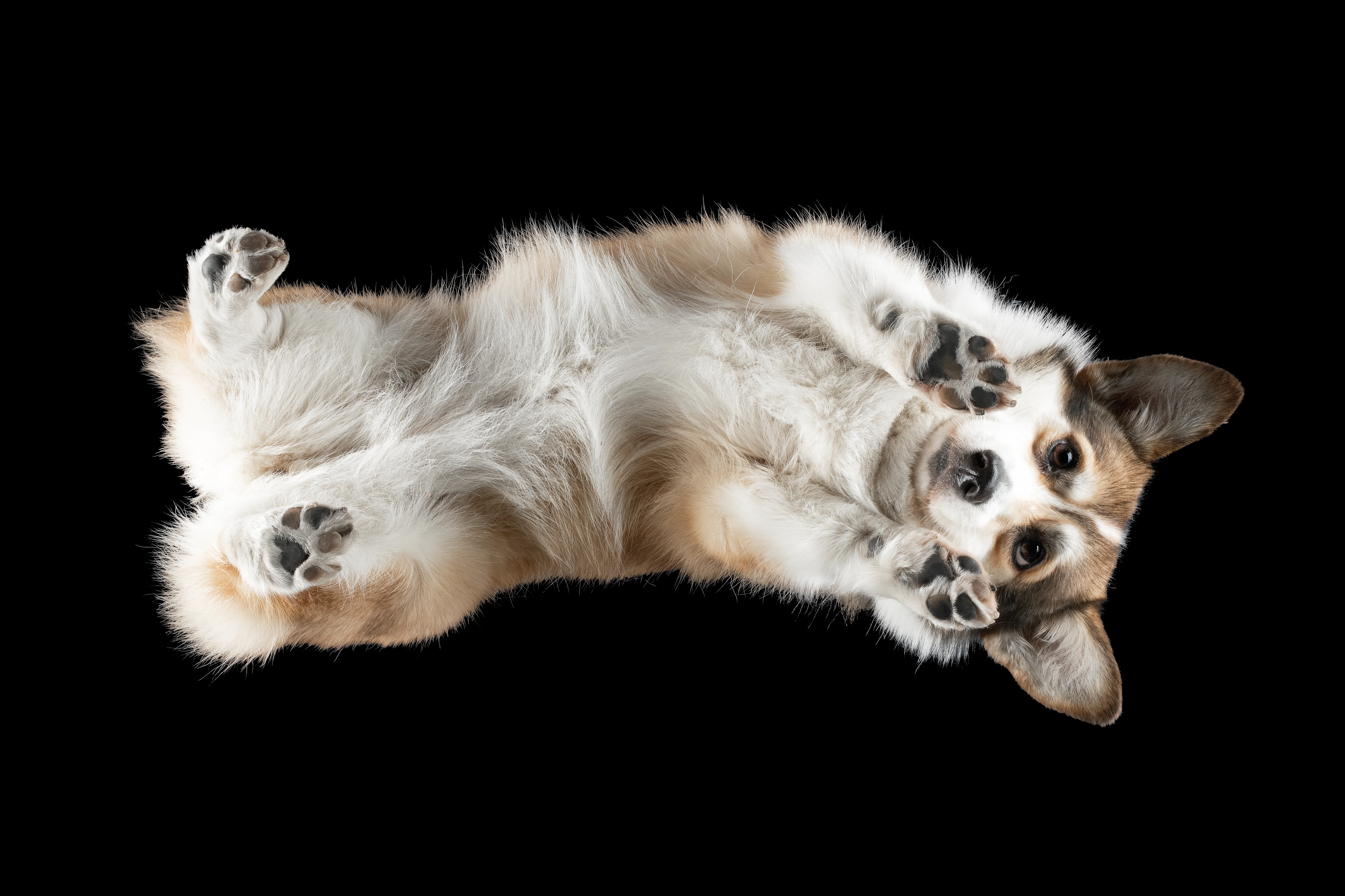 Welsh Corgi Pembroke von unten, Bauch nach oben, große Ohren