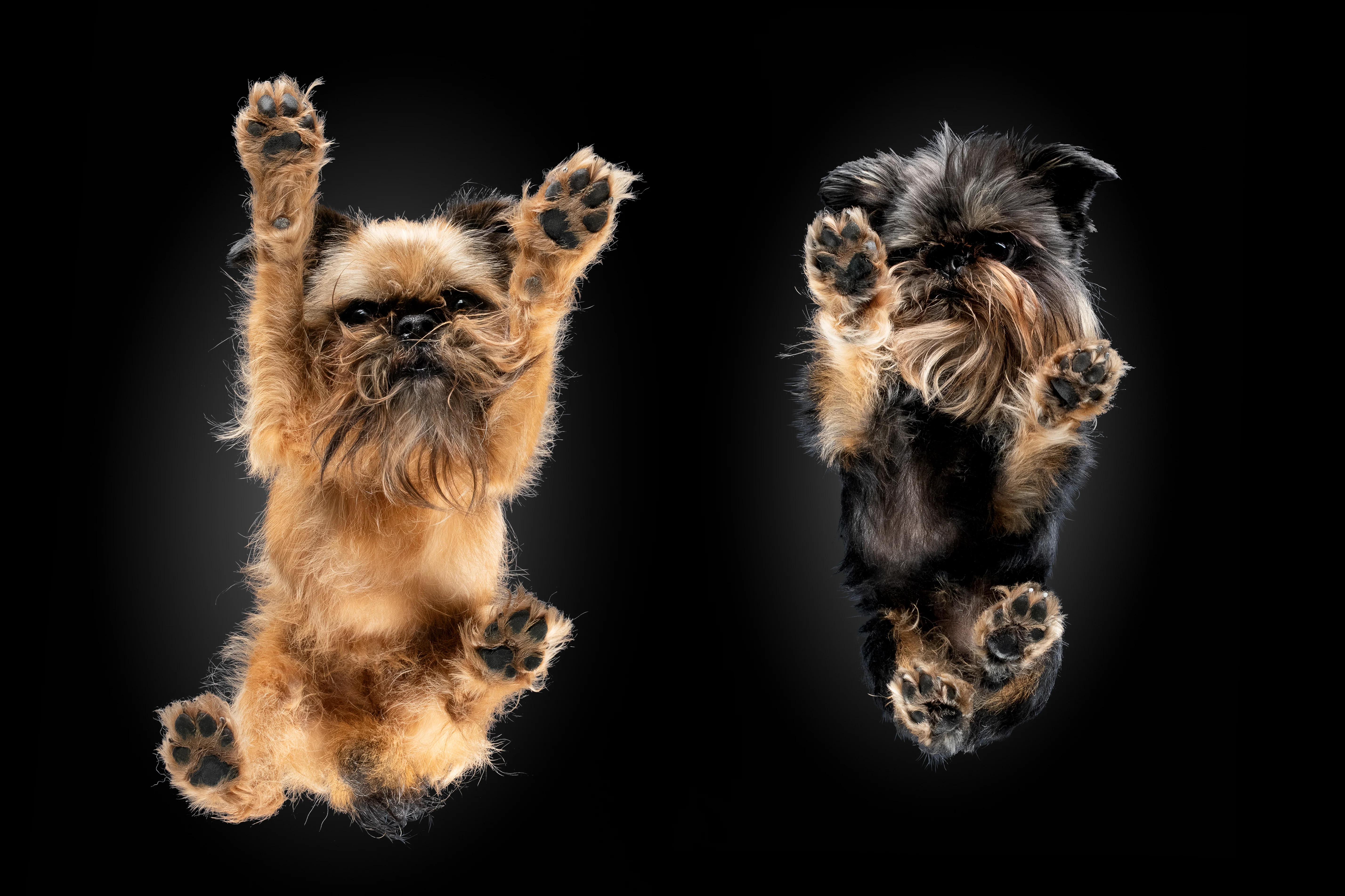 Zwei belgische Griffons von unten nebeneinander, Pfoten nach oben