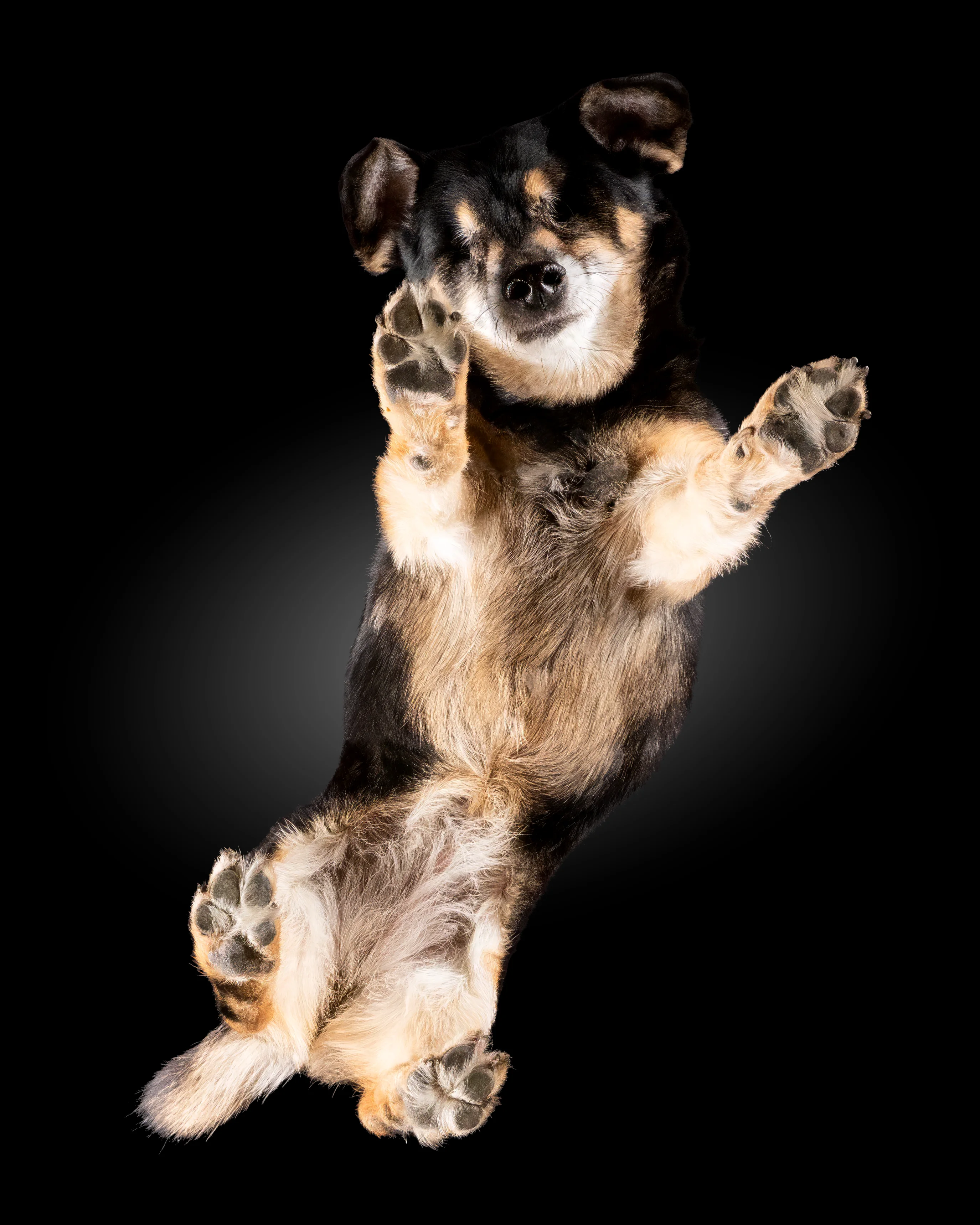 Cane senza occhi, fotografato dal basso attraverso il tavolo di vetro - fotografia di animali dal basso nello studio fotografico mobile