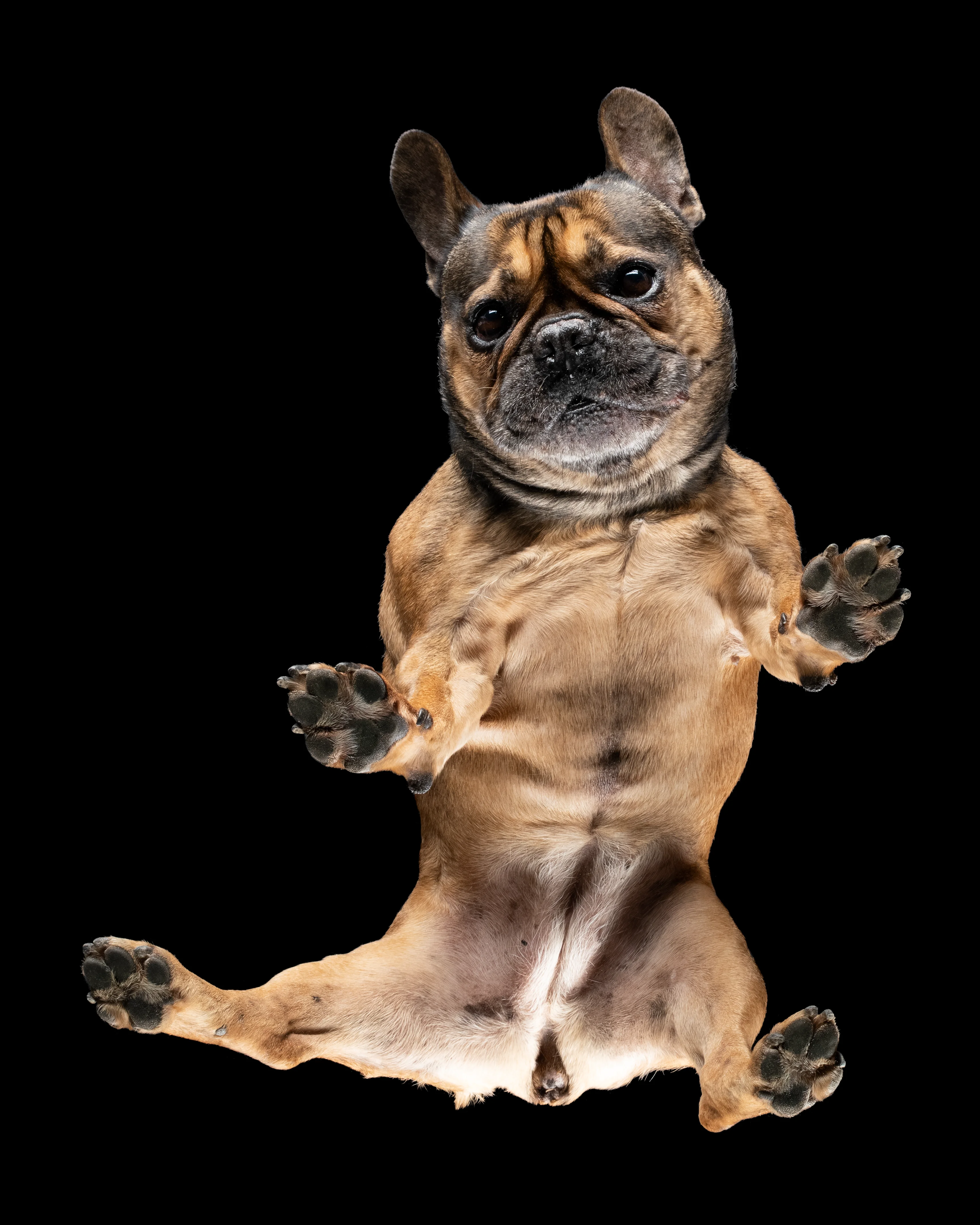Bulldog francese con cicatrice chirurgica sulla zampa posteriore, fotografato dal basso attraverso il tavolo di vetro