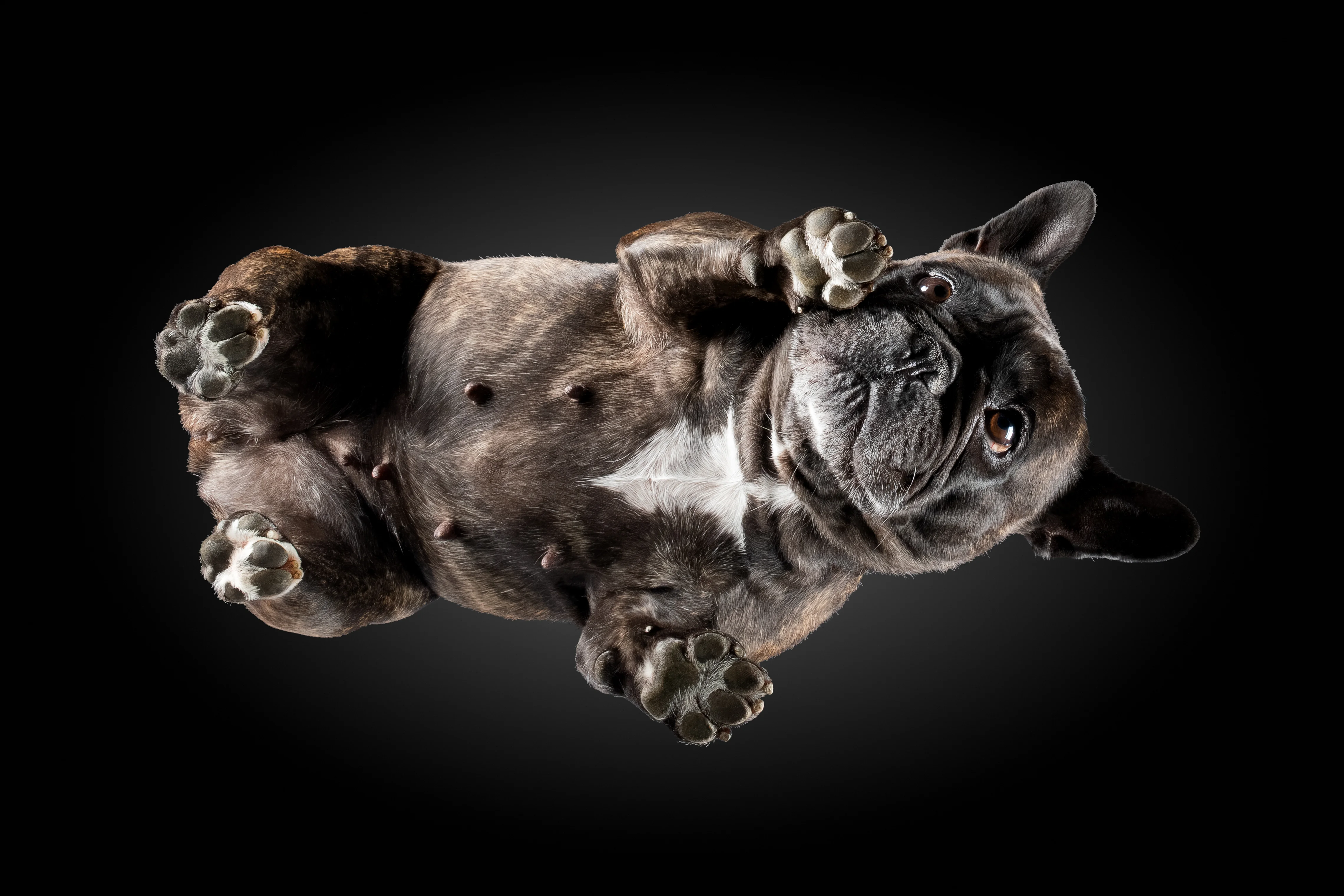 bulldogge