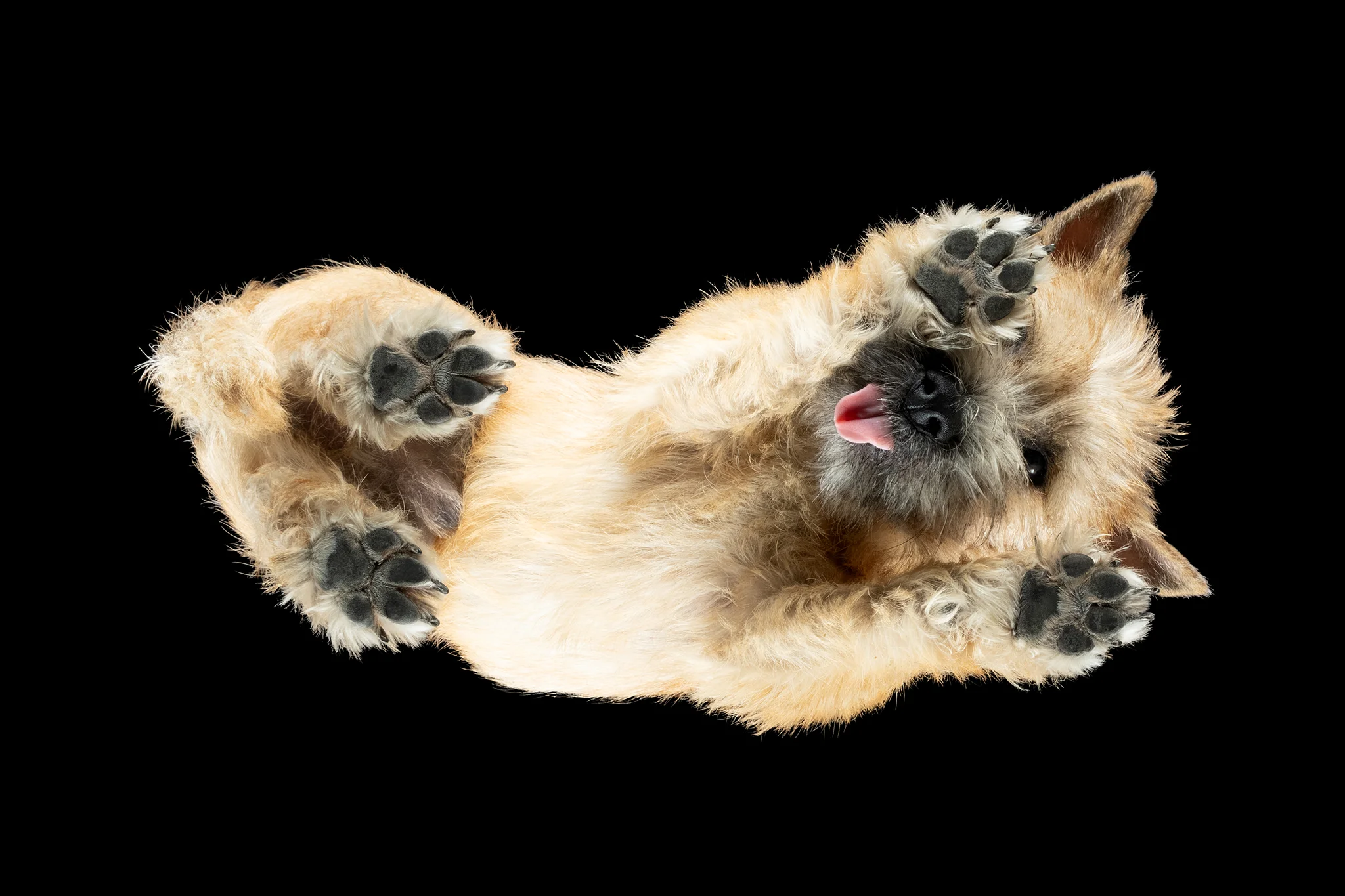 Cairn Terrier Ollie, sieben Monate alt, von unten