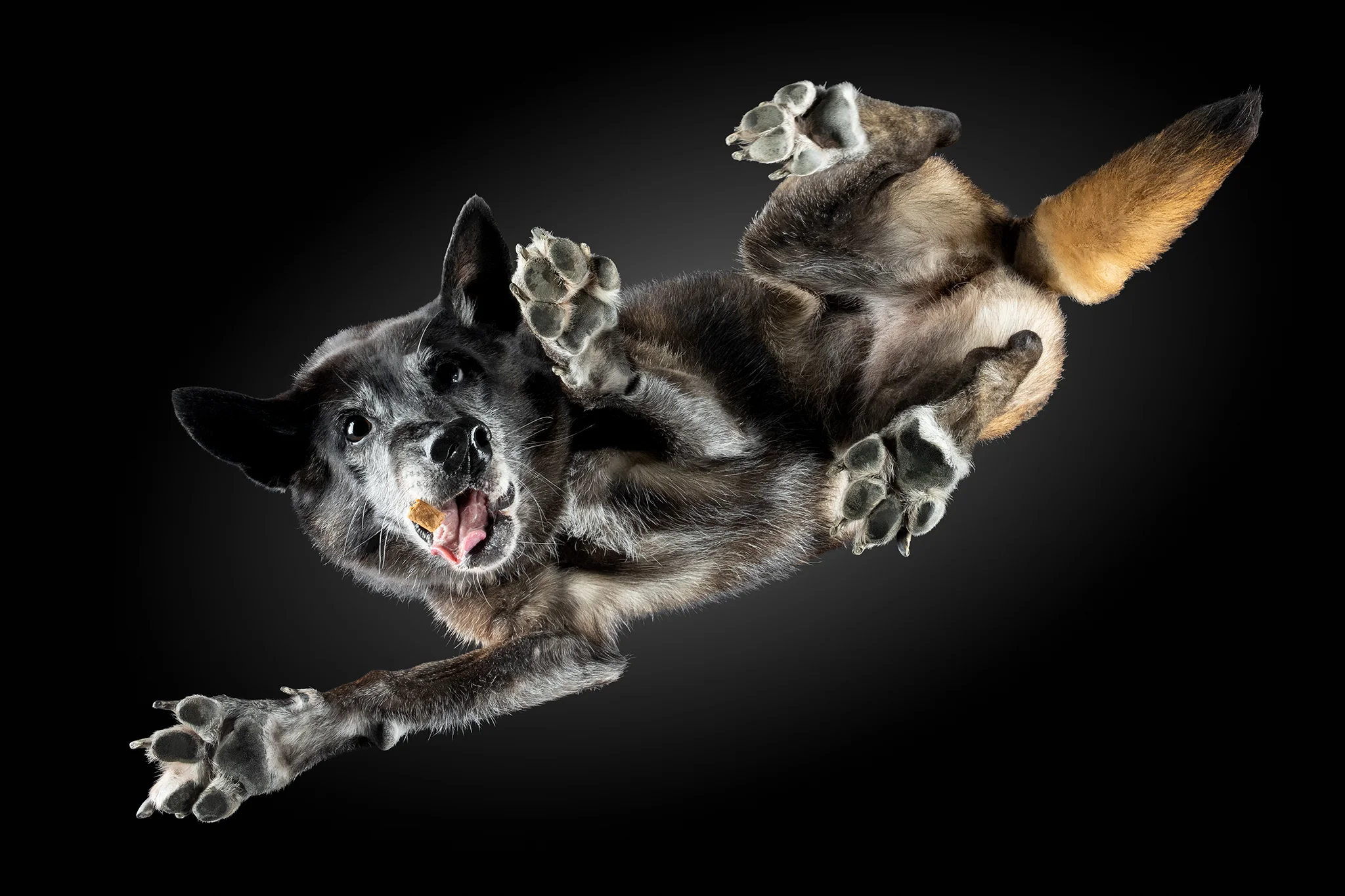 Malinois-Mischling Mona, 14 Jahre, von unten auf der Glasplatte
