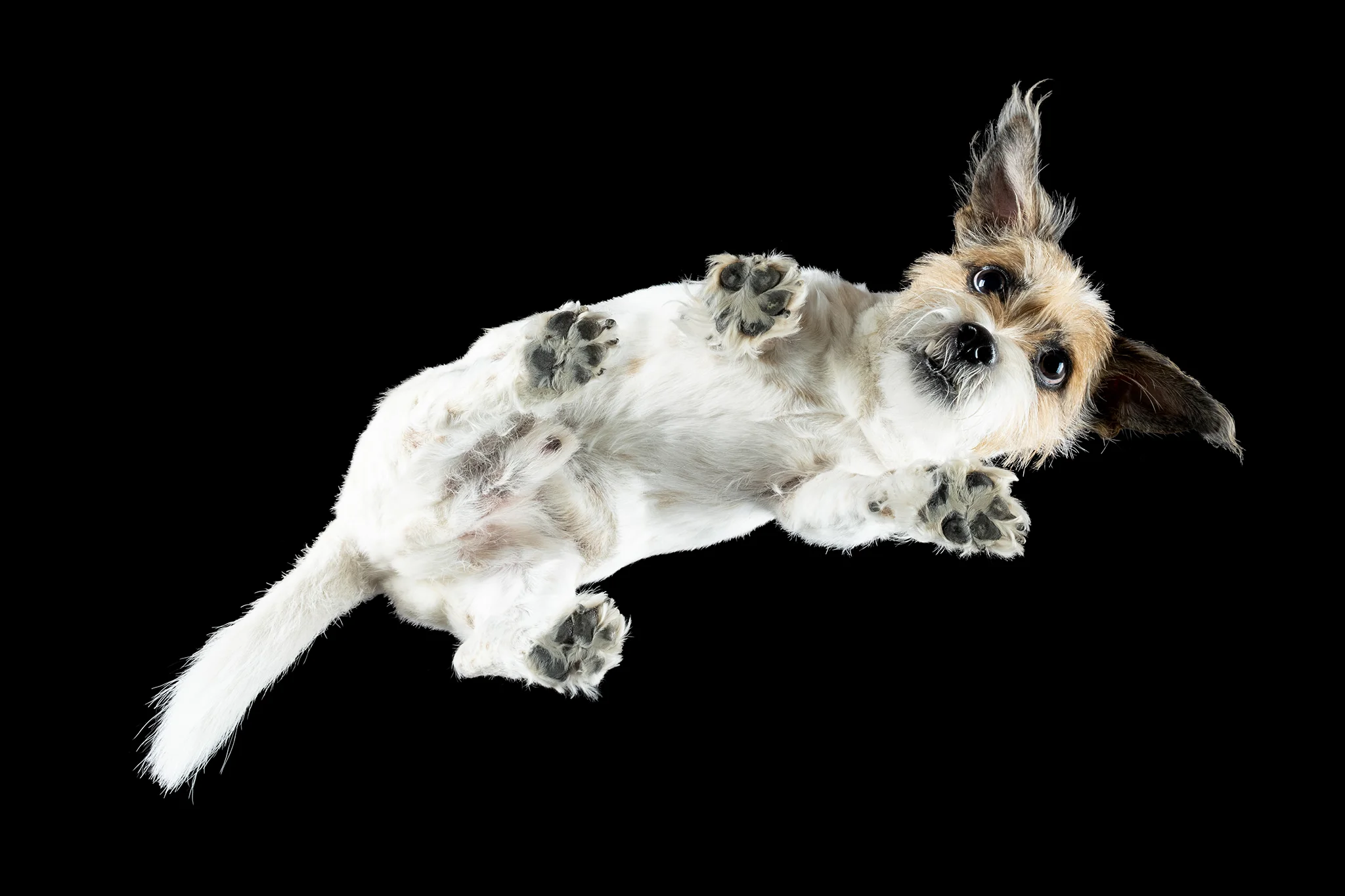 Terrier-Mischling Momo von unten fotografiert