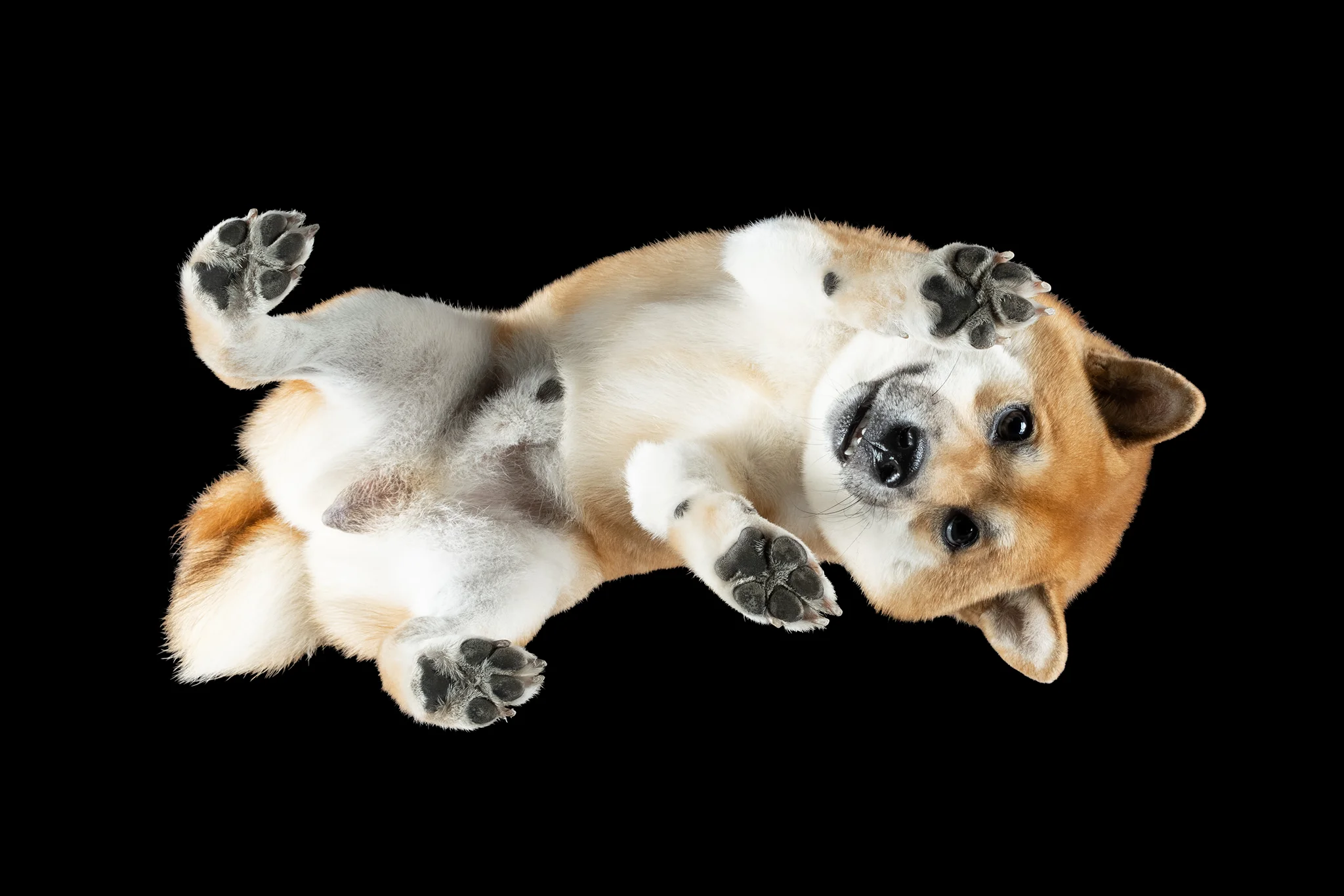 Shiba Inu Doji von unten auf der Glasplatte