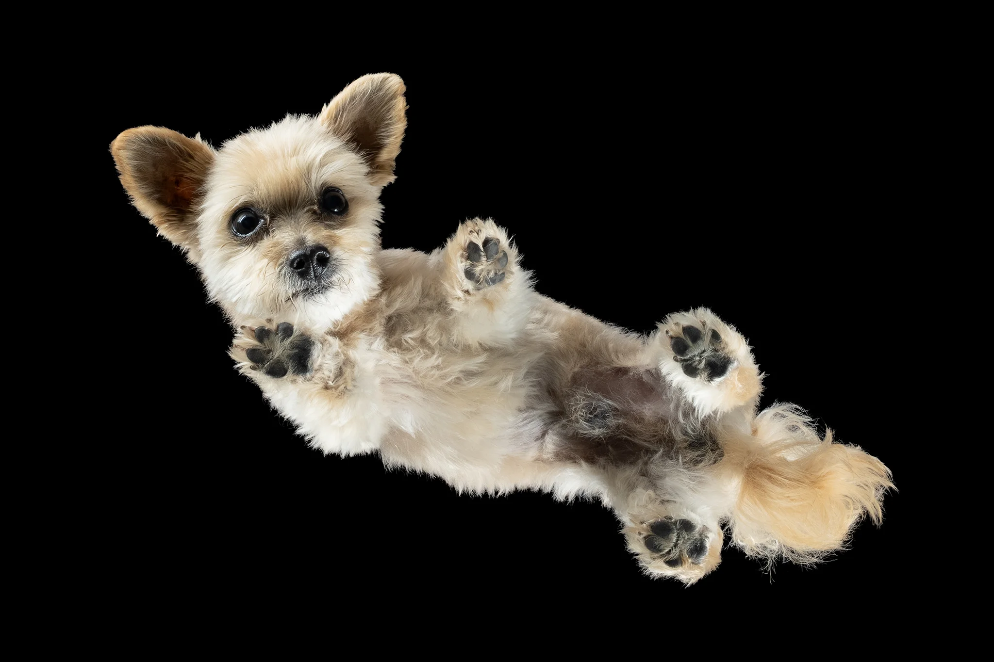 Yorkie-Mischling Lucky, 13 Jahre, von unten