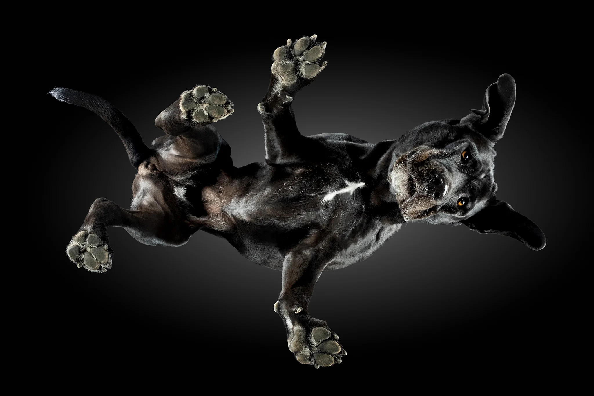 Cane Corso Nala von unten auf der Glasplatte