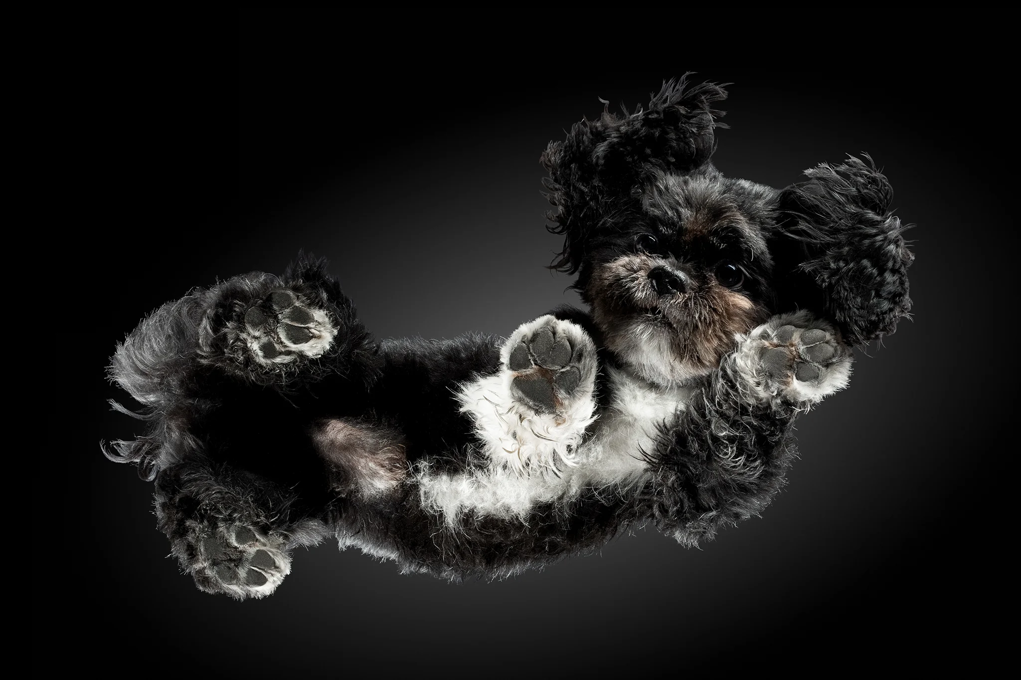 Shih-Tzu-Mischling Maxi von unten fotografiert