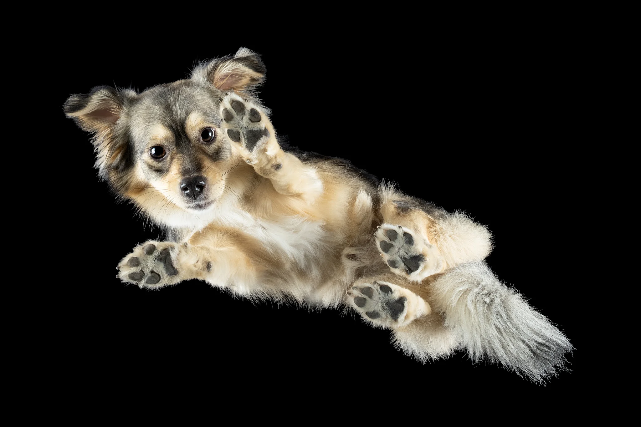 Spitz-Mischling Milo von unten auf der Glasplatte