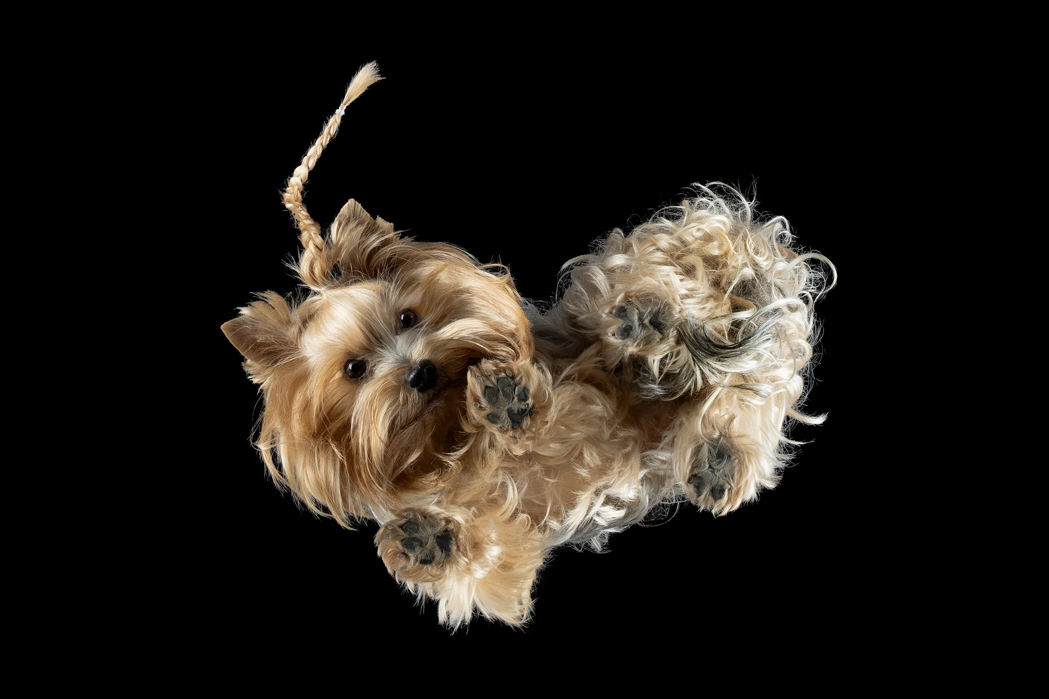 Yorkshire Terrier KIMA mit 2,5 Kilo von unten