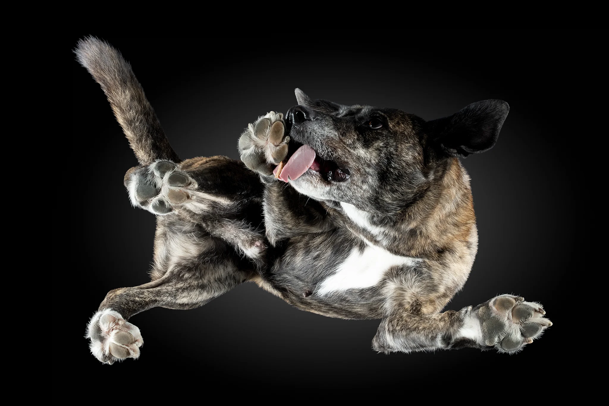 Dogo Canario Max von unten fotografiert