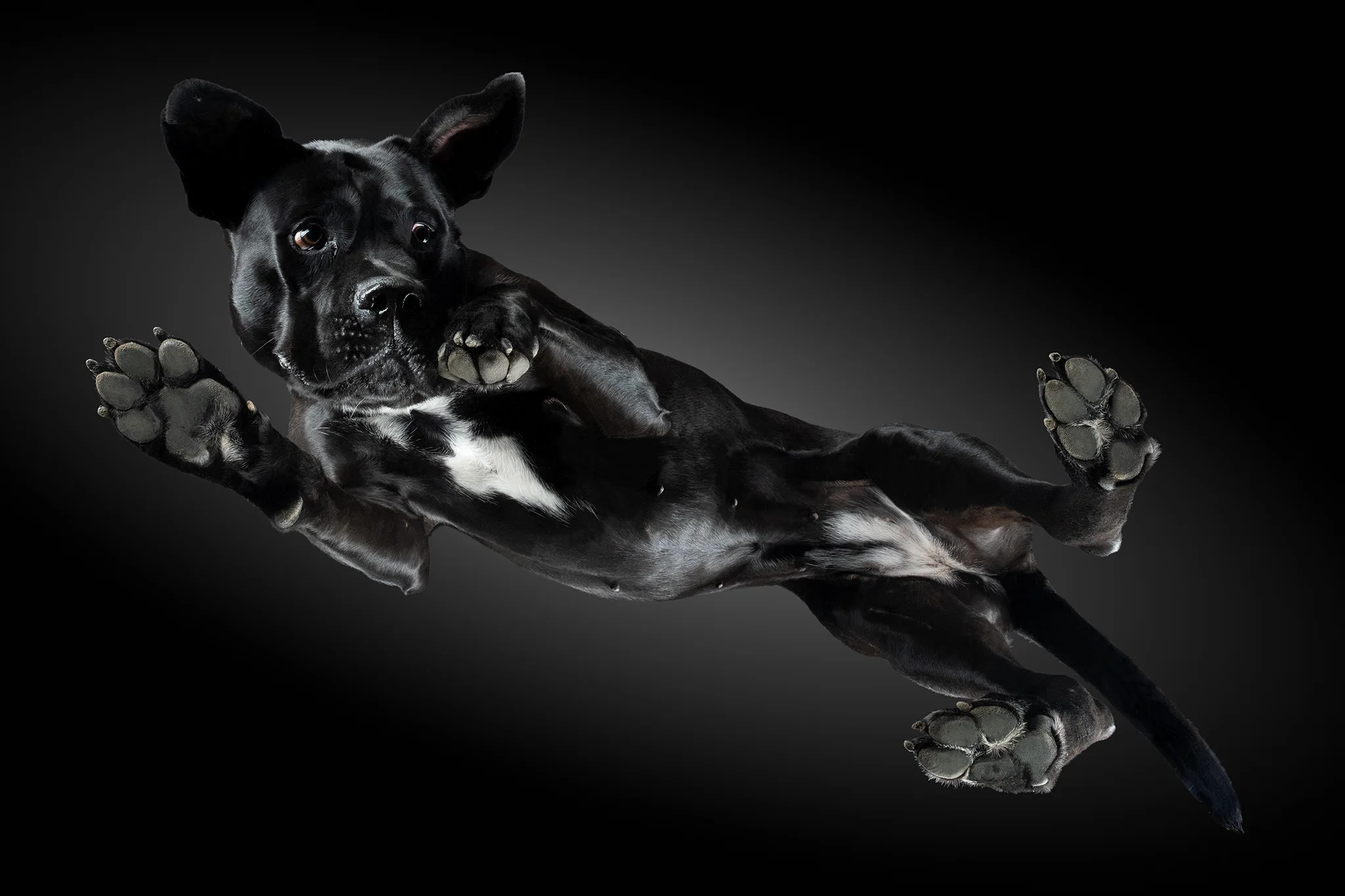 Cane Corso Lätti von unten auf der Glasplatte