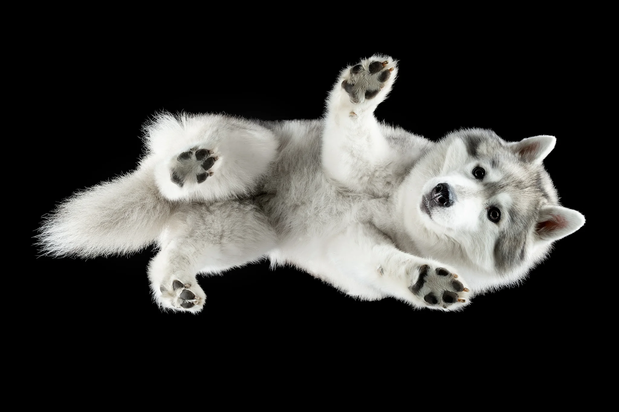 Siberian Husky Lou von unten fotografiert