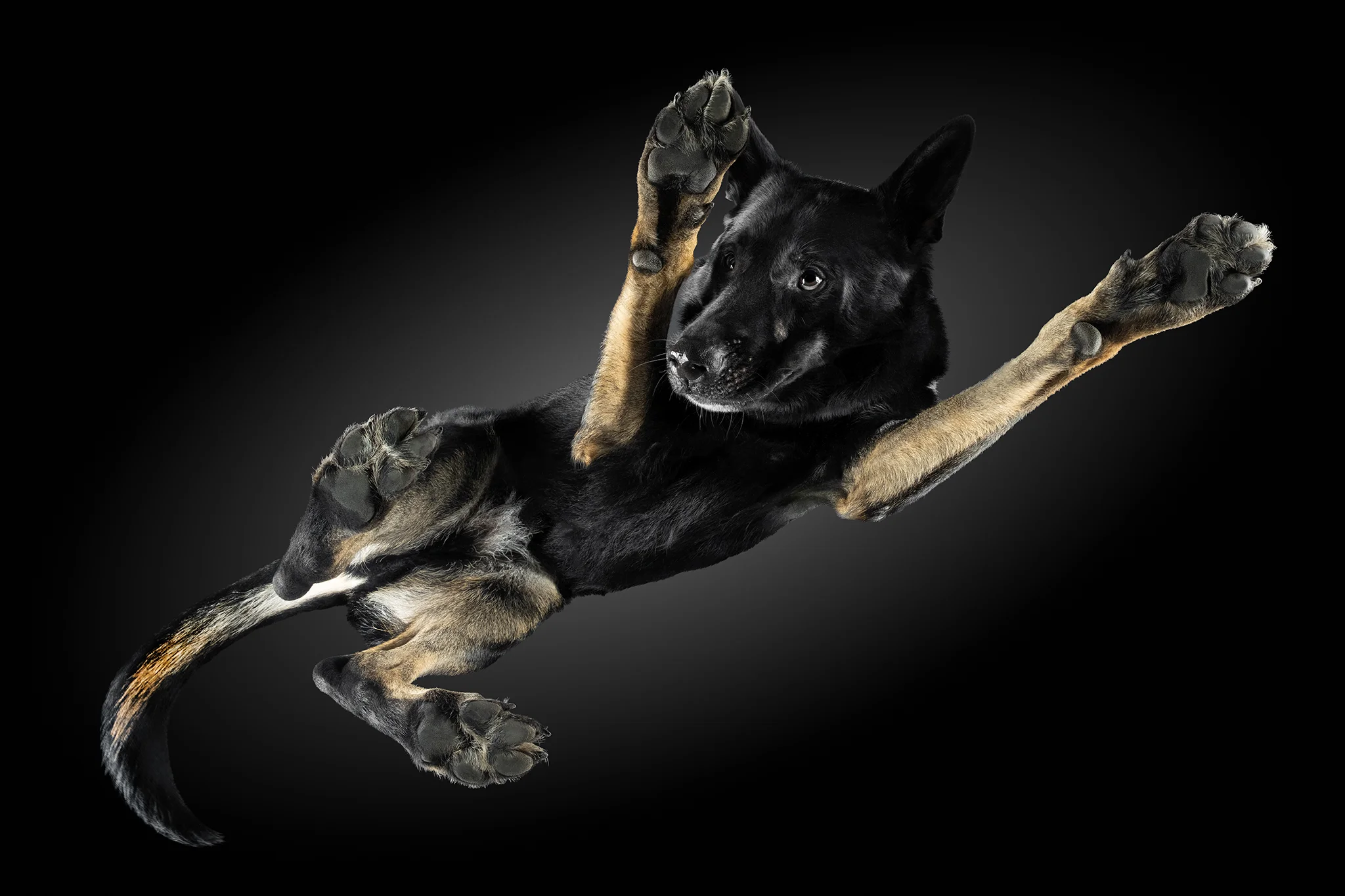 Schäferhund Raven mit 45 Kilo von unten