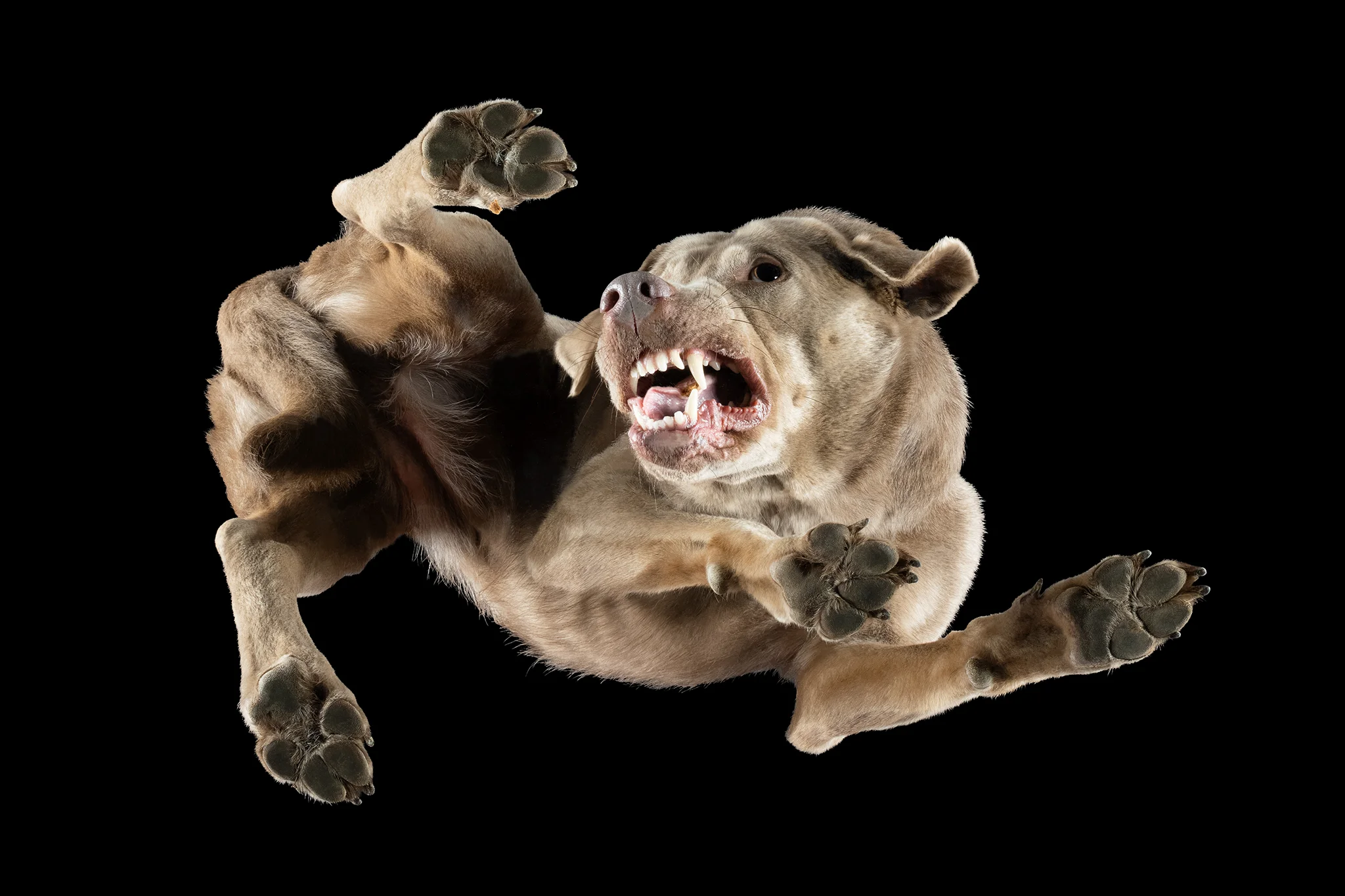 Labrador Retriever BLUNA von unten auf der Glasplatte
