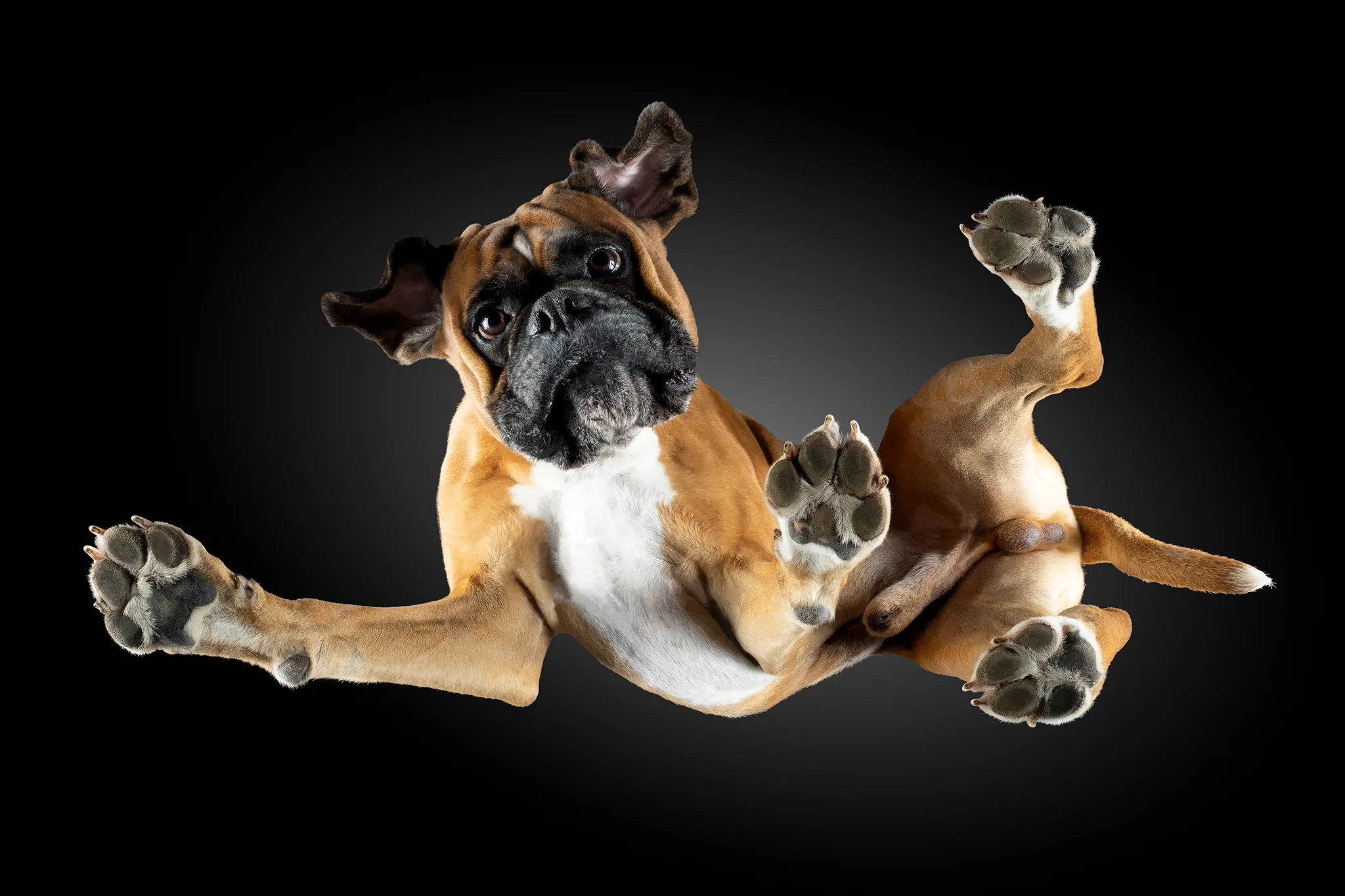 Boxer Pablo von unten auf der Glasplatte