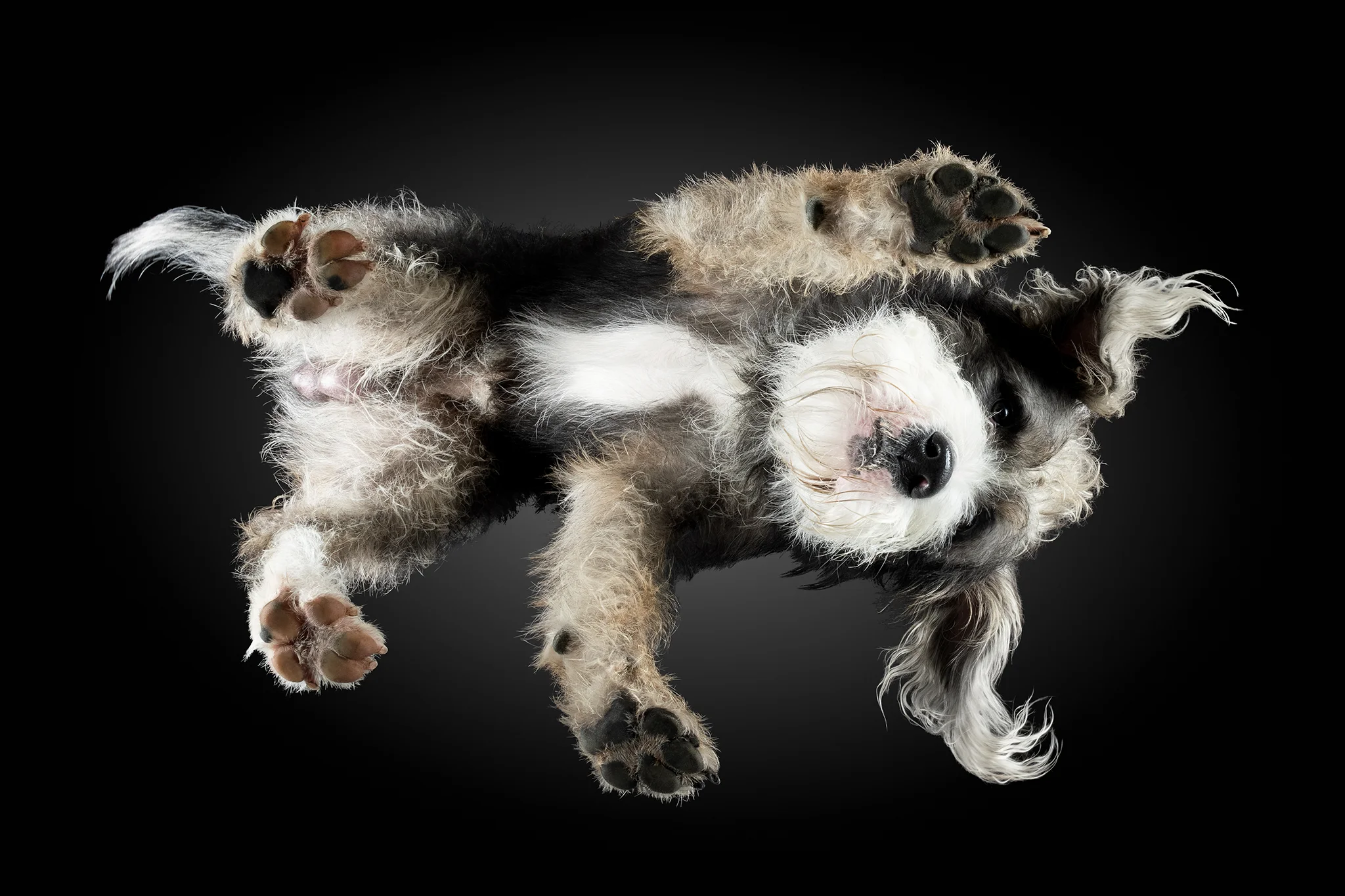 Aussiedoodle Spike von unten fotografiert